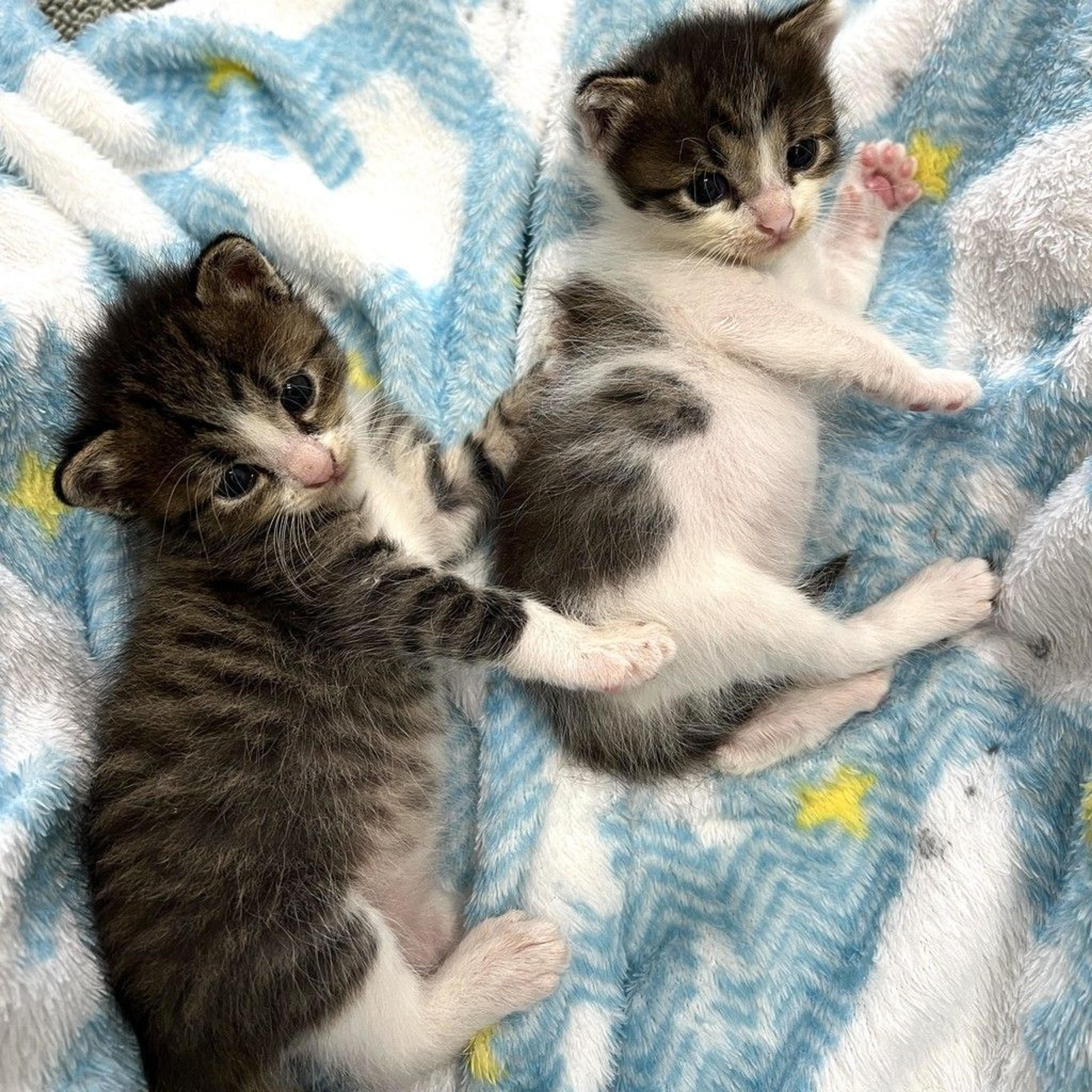 pet-image-5