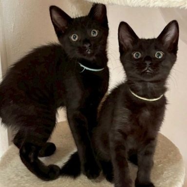 影丸(かげまる)＆鈴音(すずね)