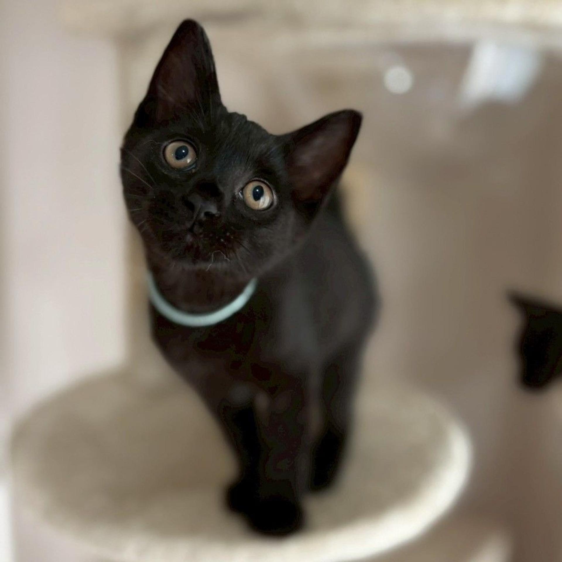 pet-image-5