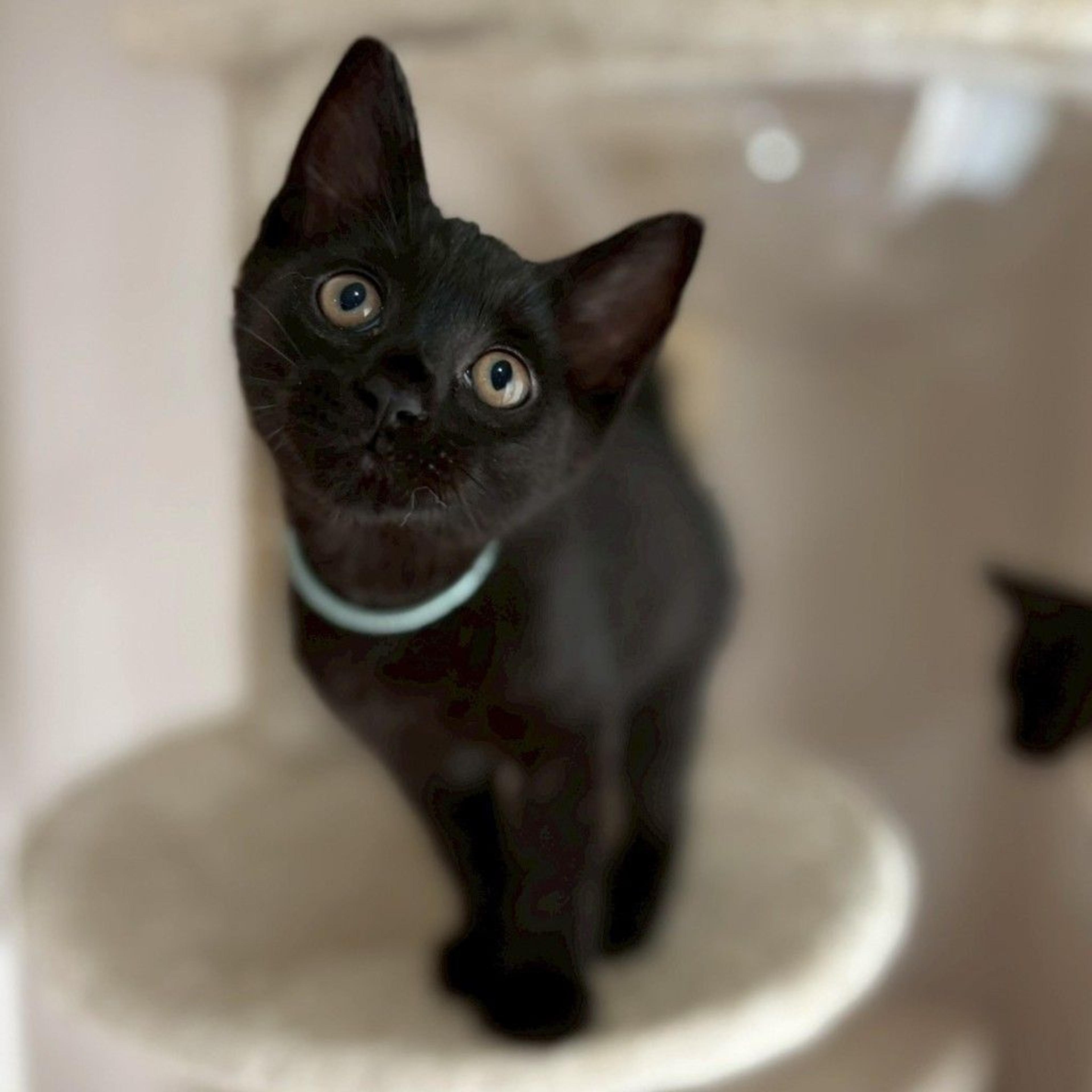 pet-image-5
