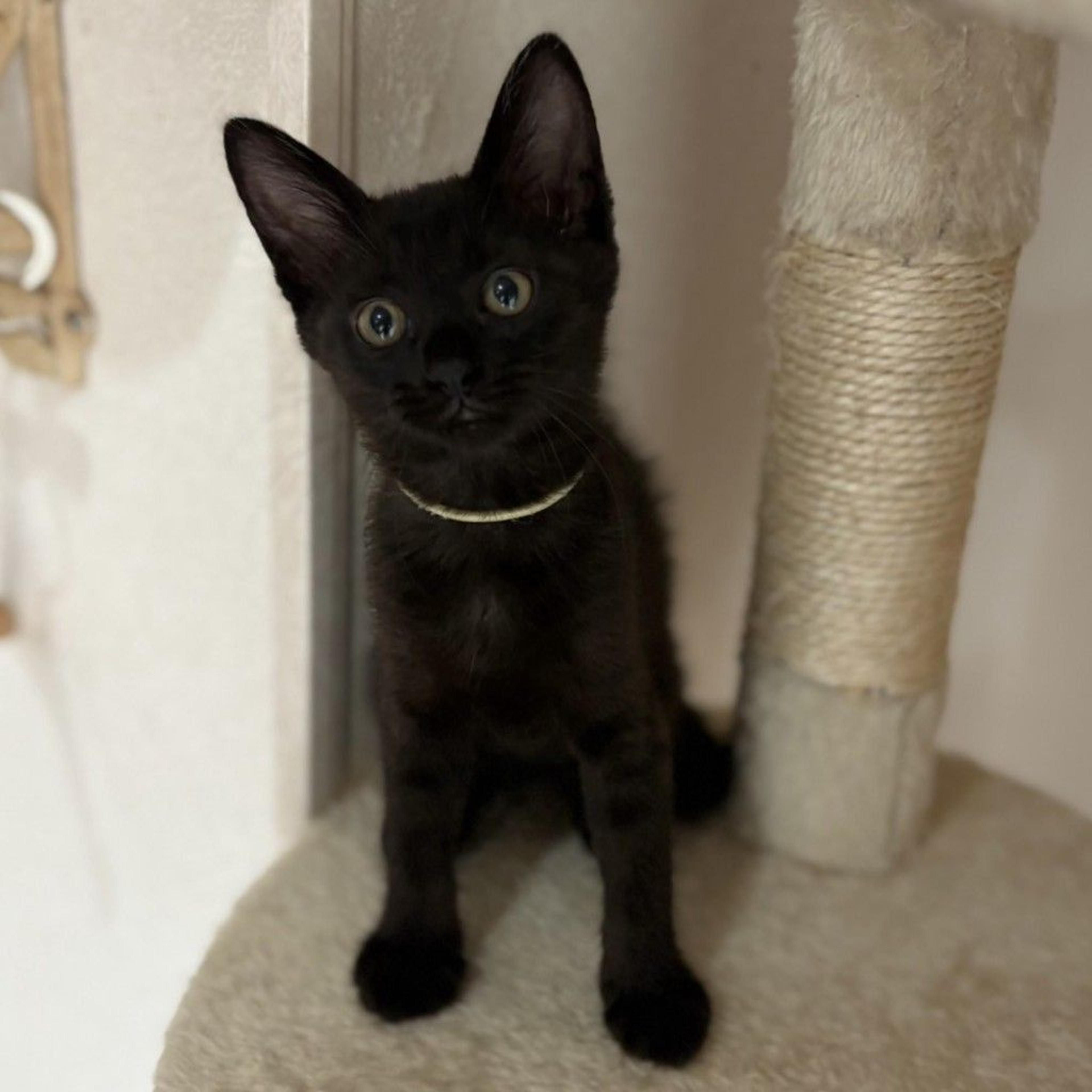 pet-image-6