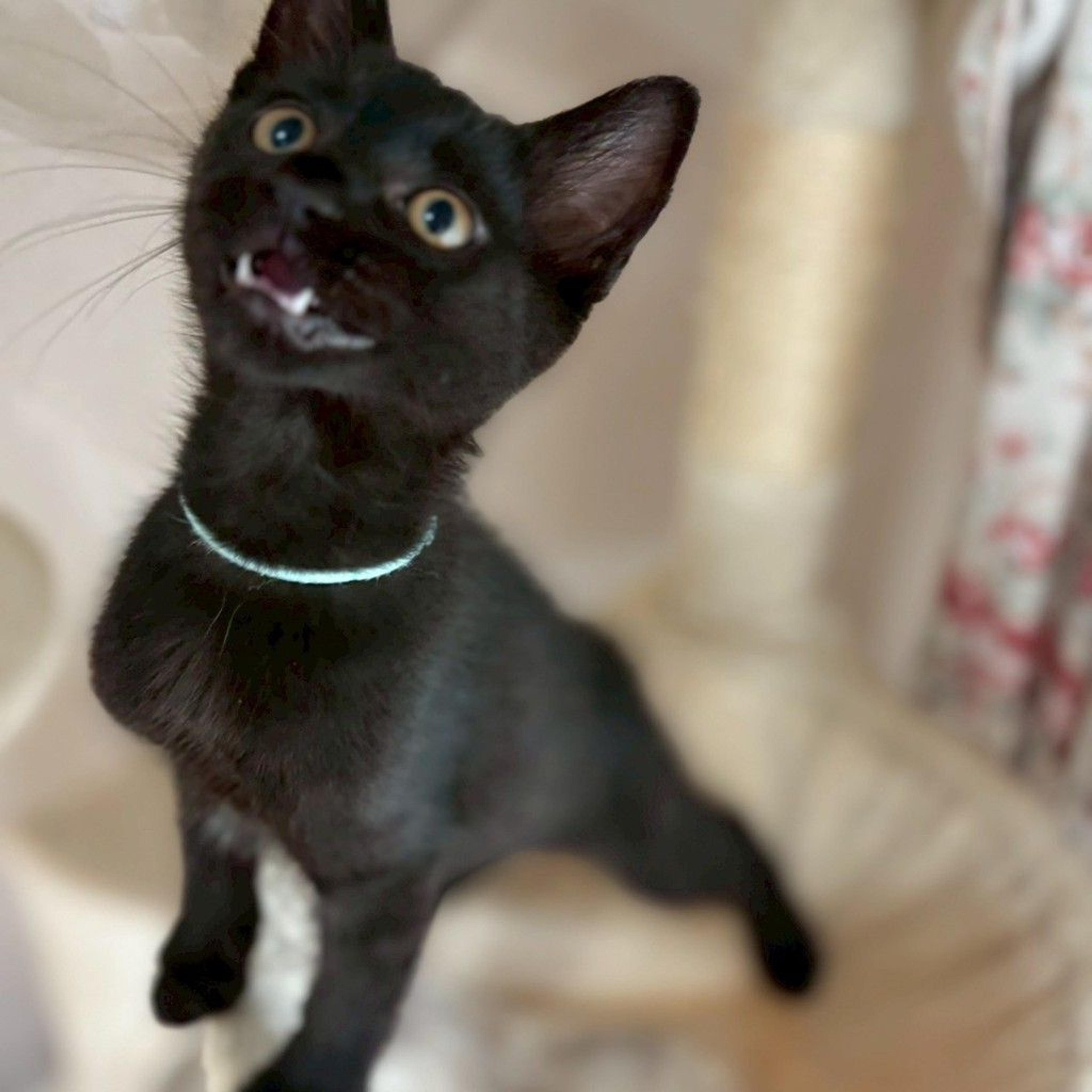 pet-image-7