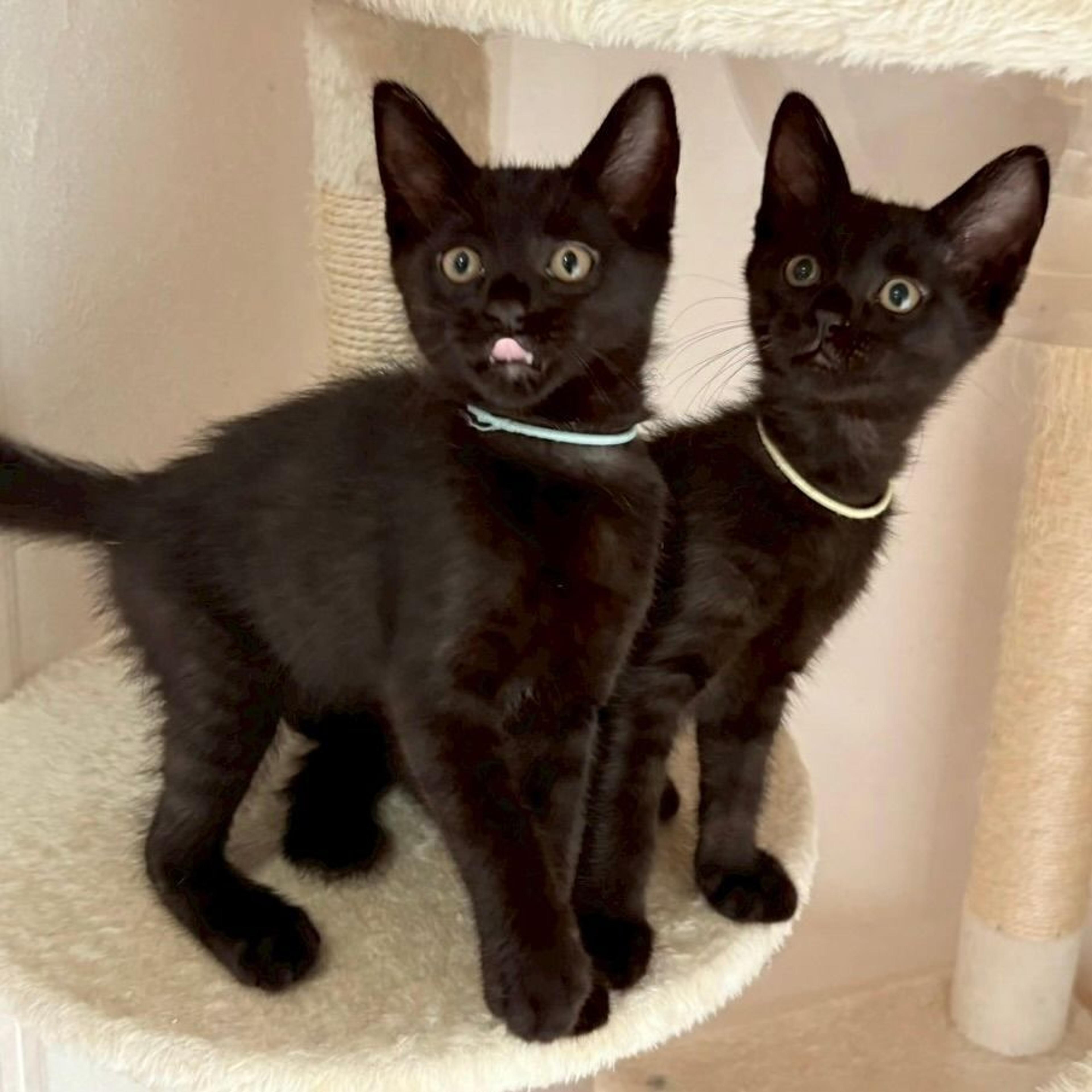 pet-image-8