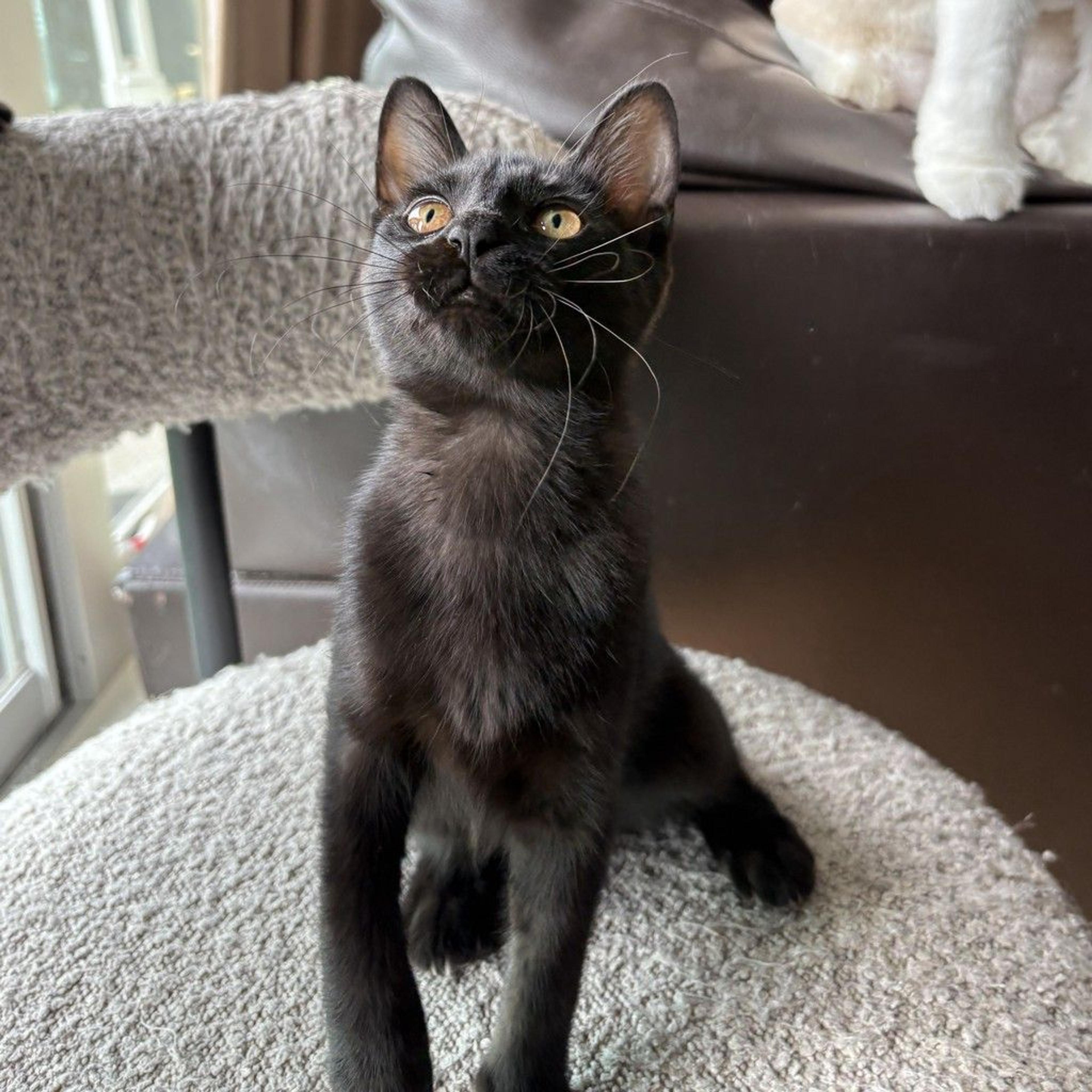 pet-image-9