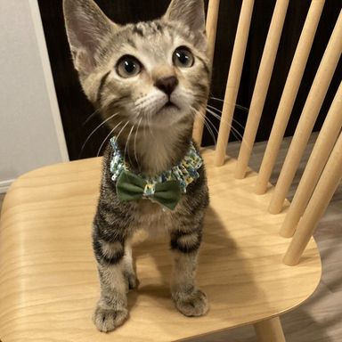 雑種（ミックス猫）・オスの里親募集の写真