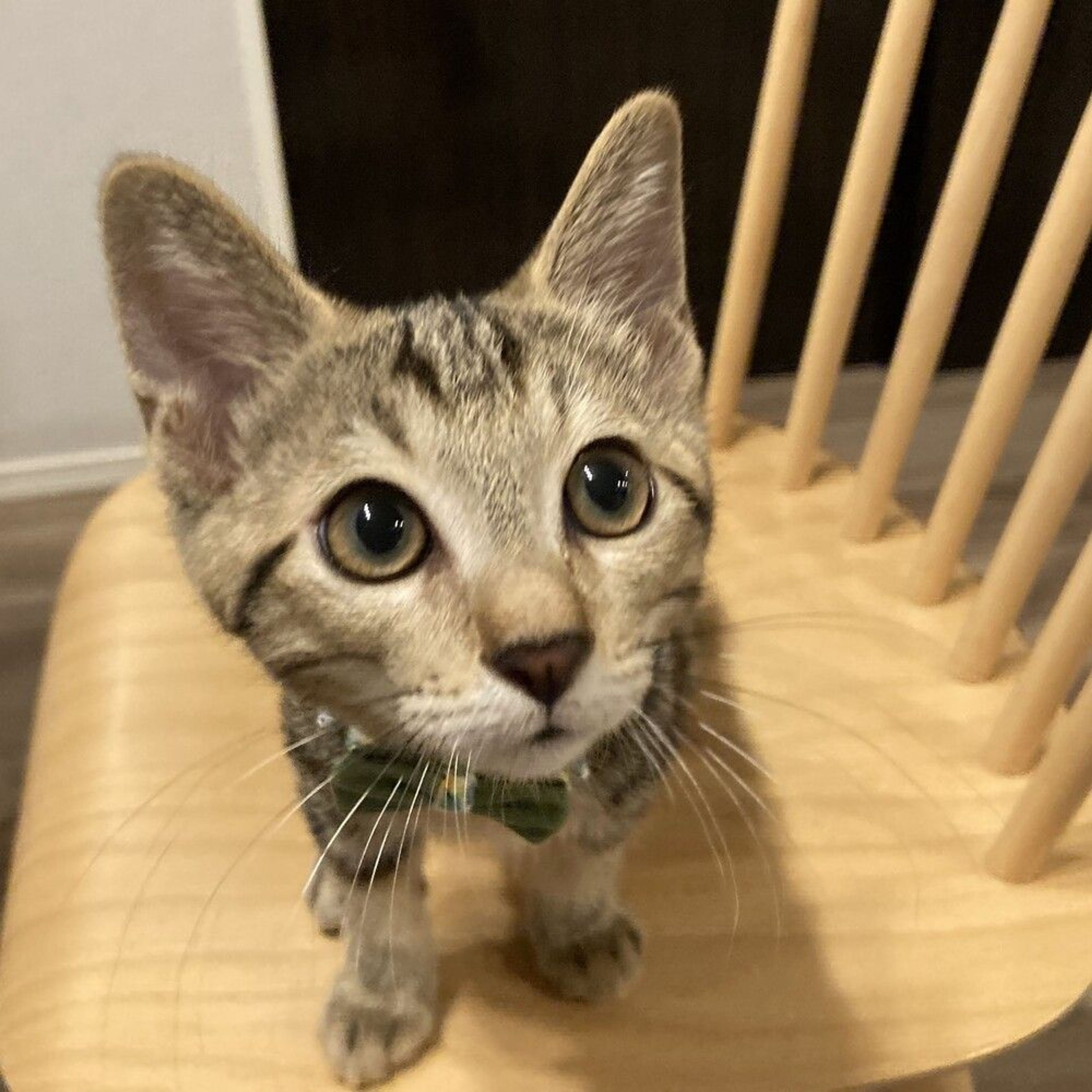 雑種（ミックス猫）・オスの里親募集の写真