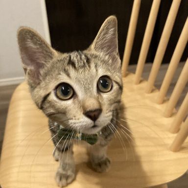 雑種（ミックス猫）・オスの里親募集の写真