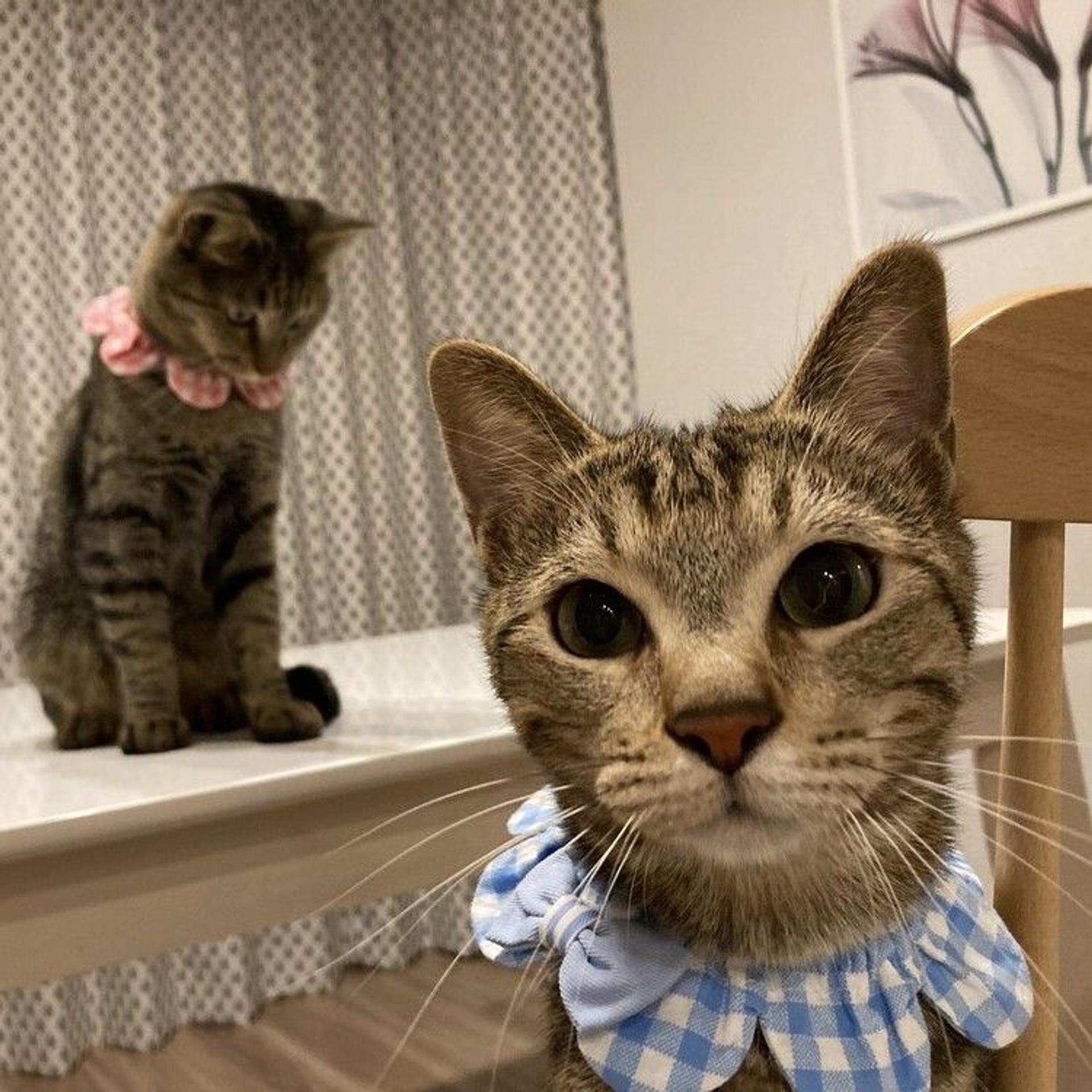 pet-image-4