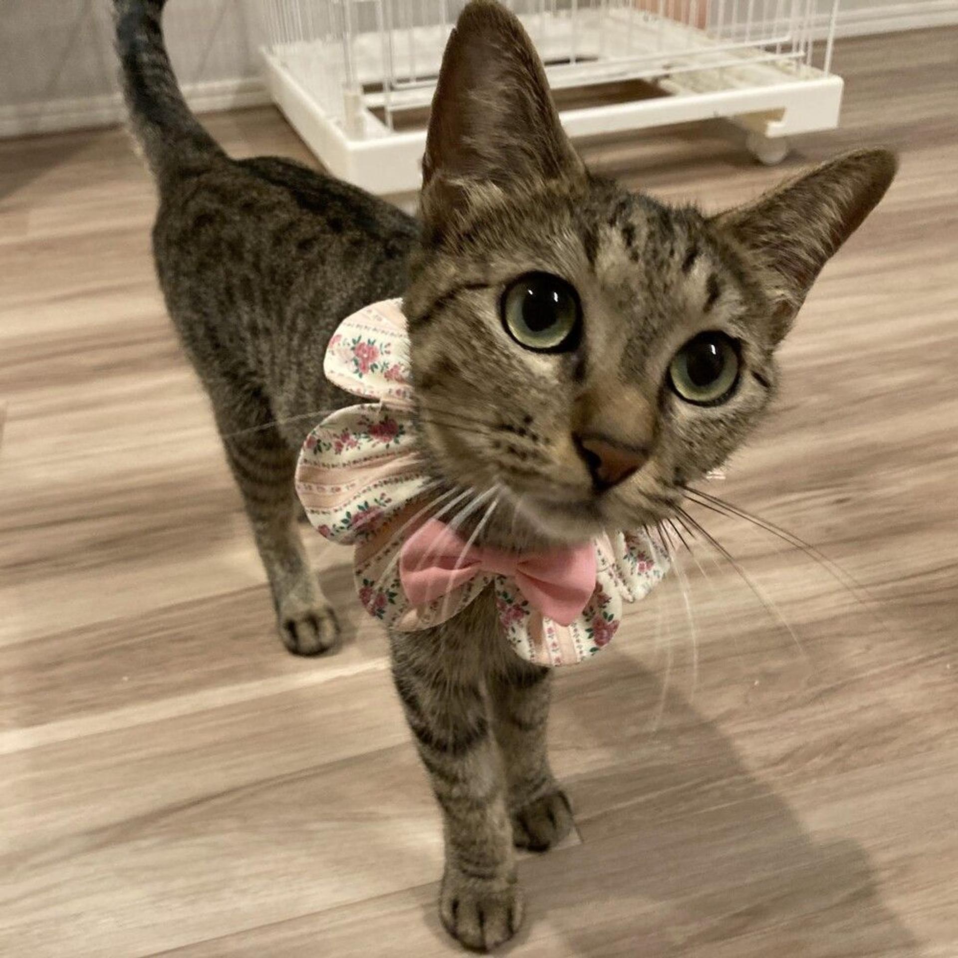 pet-image-6
