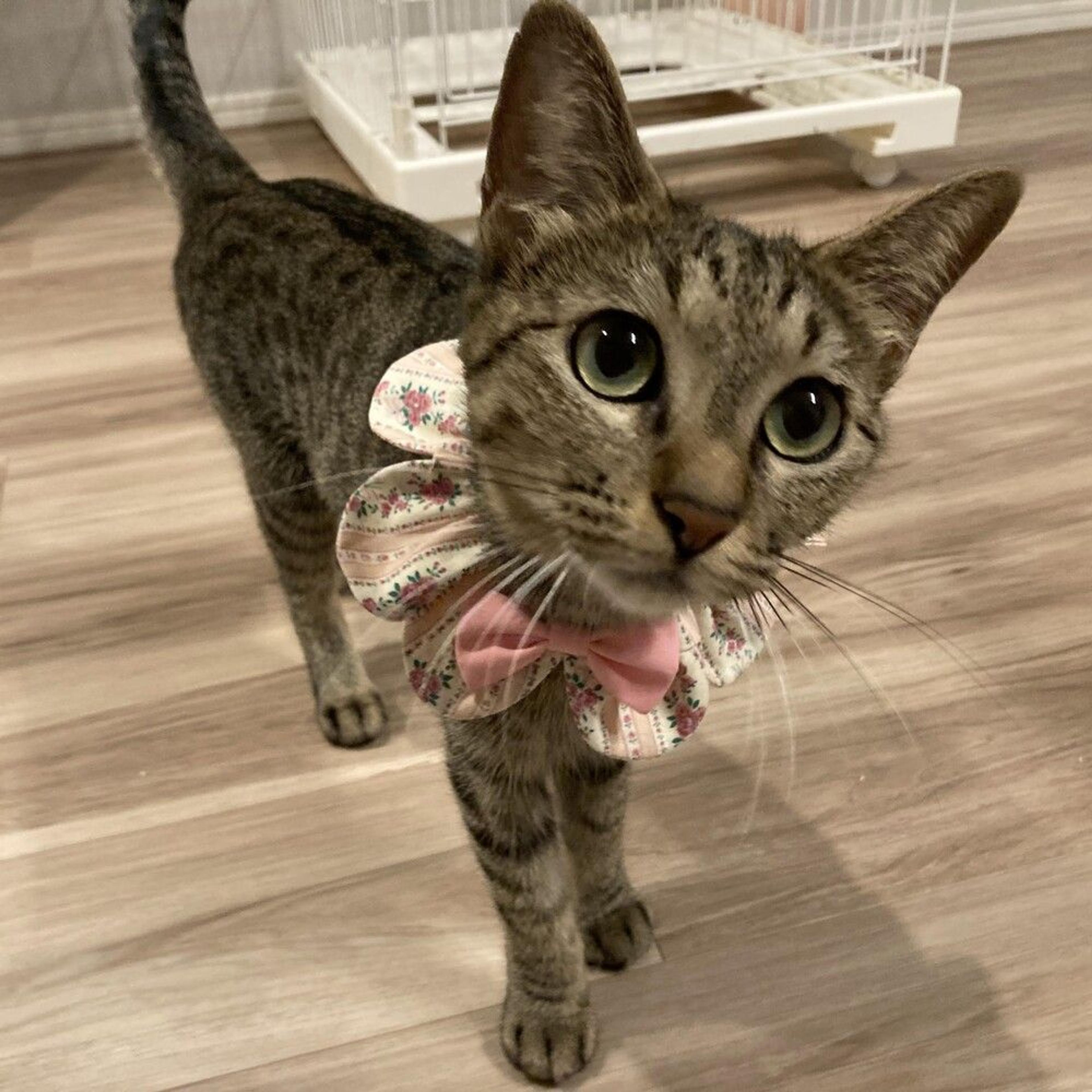 pet-image-6