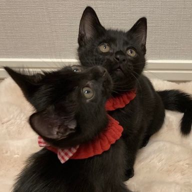 あさ＆ひる＆ゆう＆よる