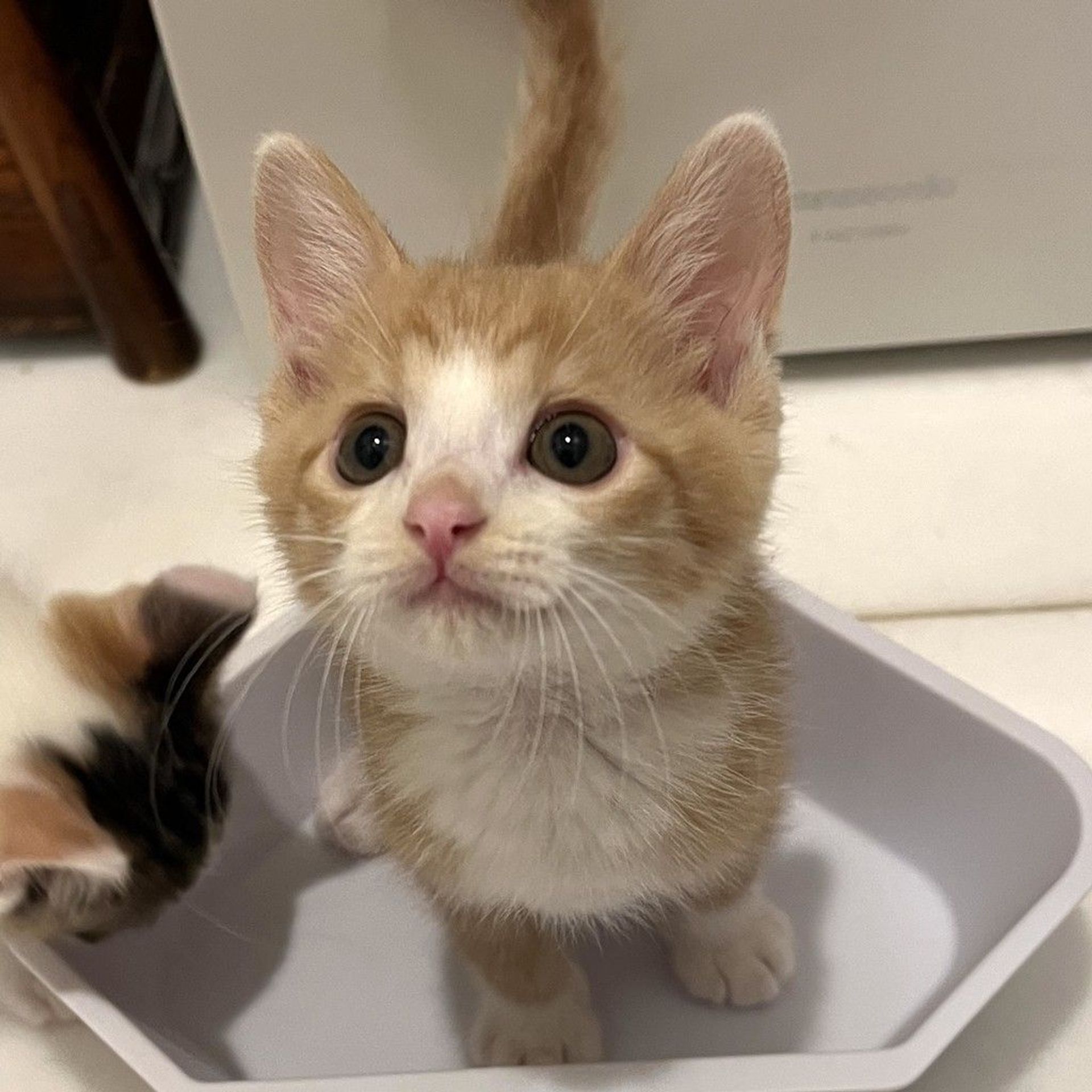 日本猫・メスの里親募集の写真