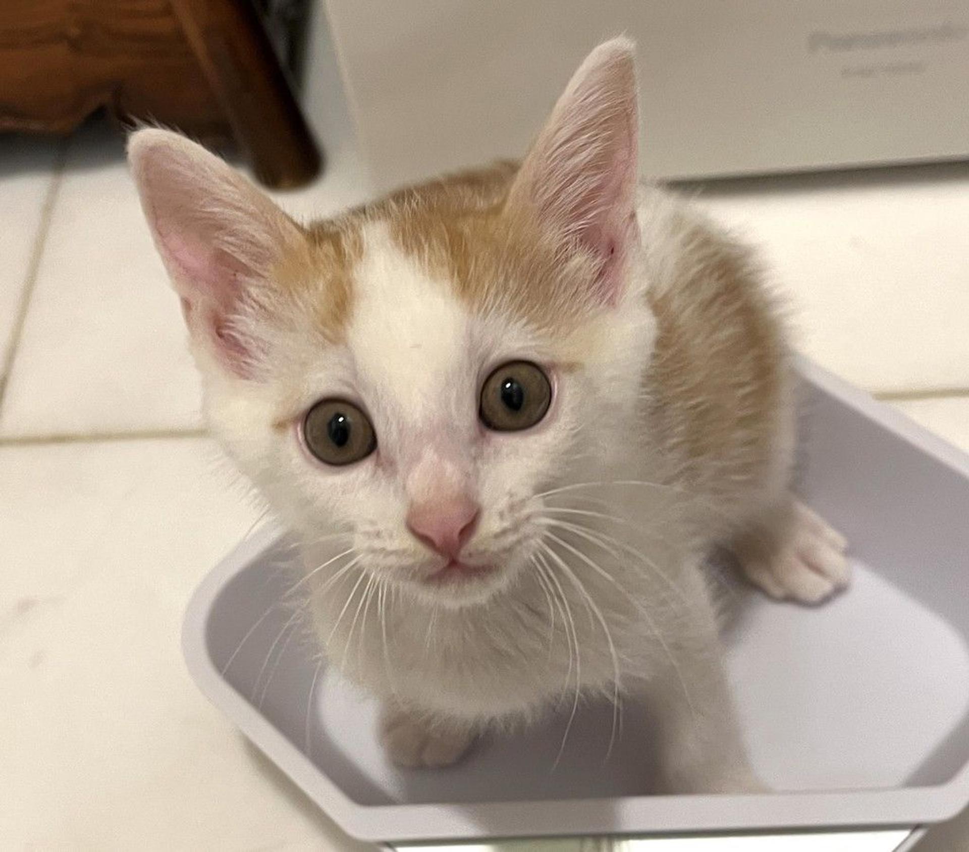 pet-image-4