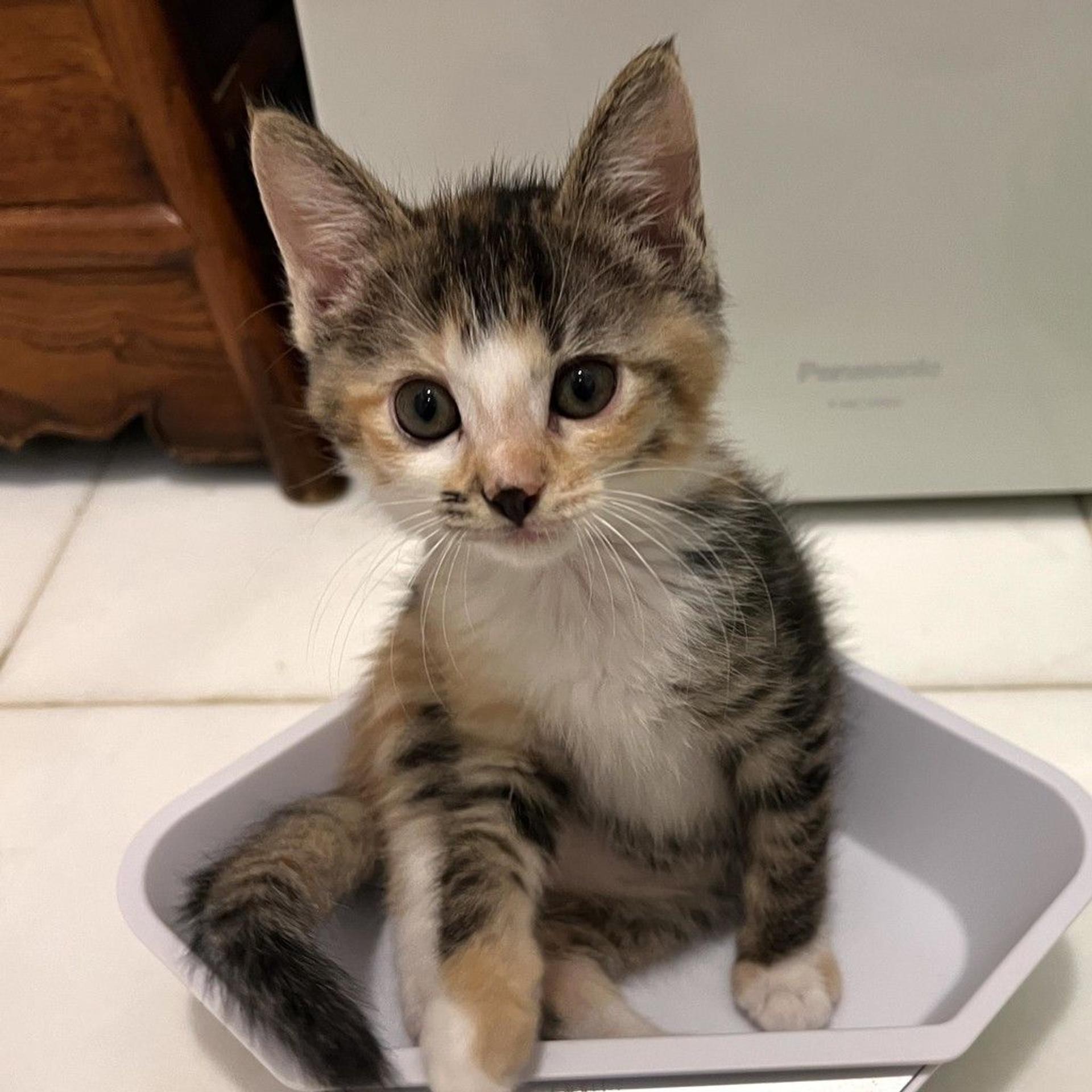 pet-image-3