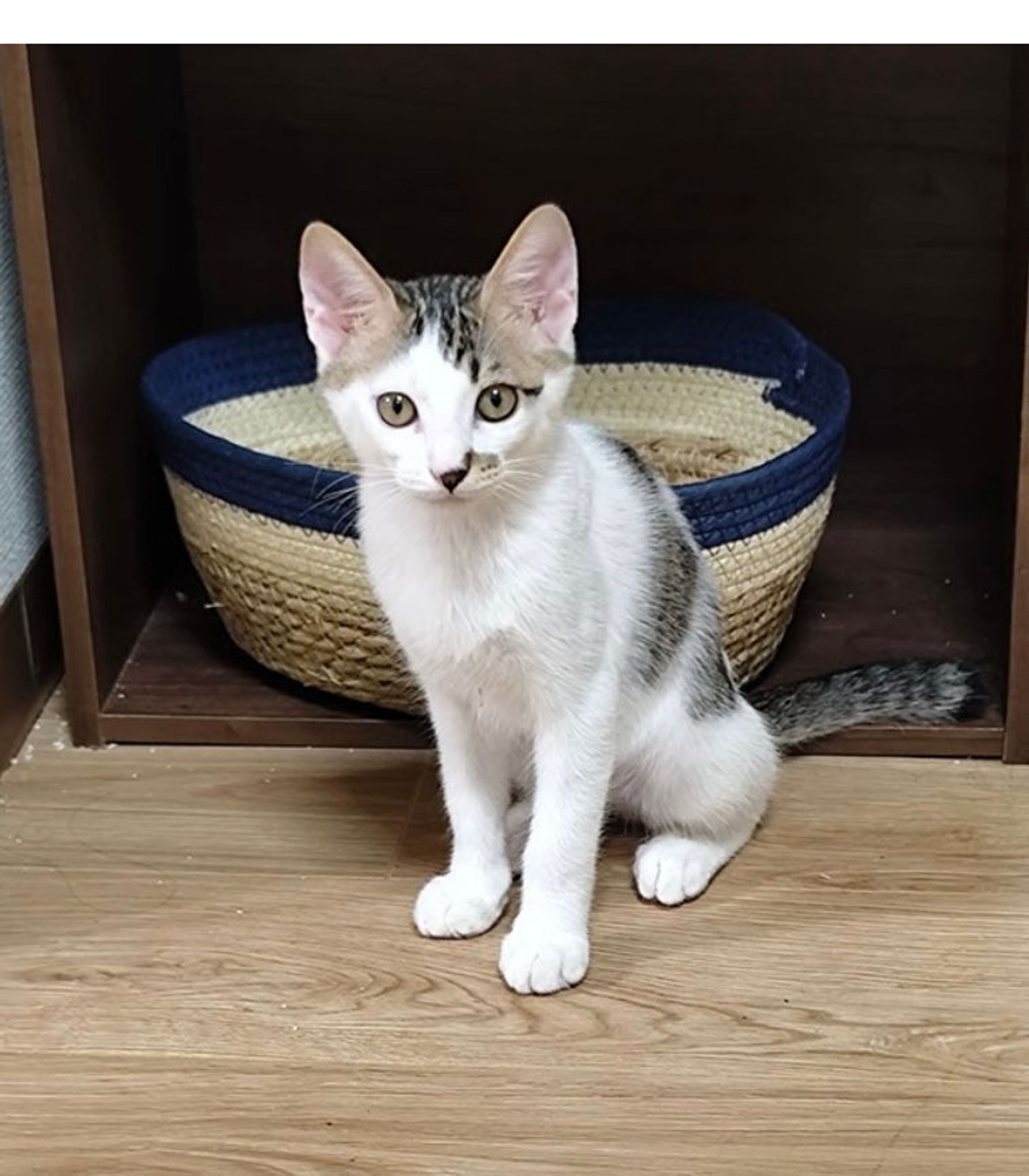 雑種（ミックス猫）・オスの里親募集の写真