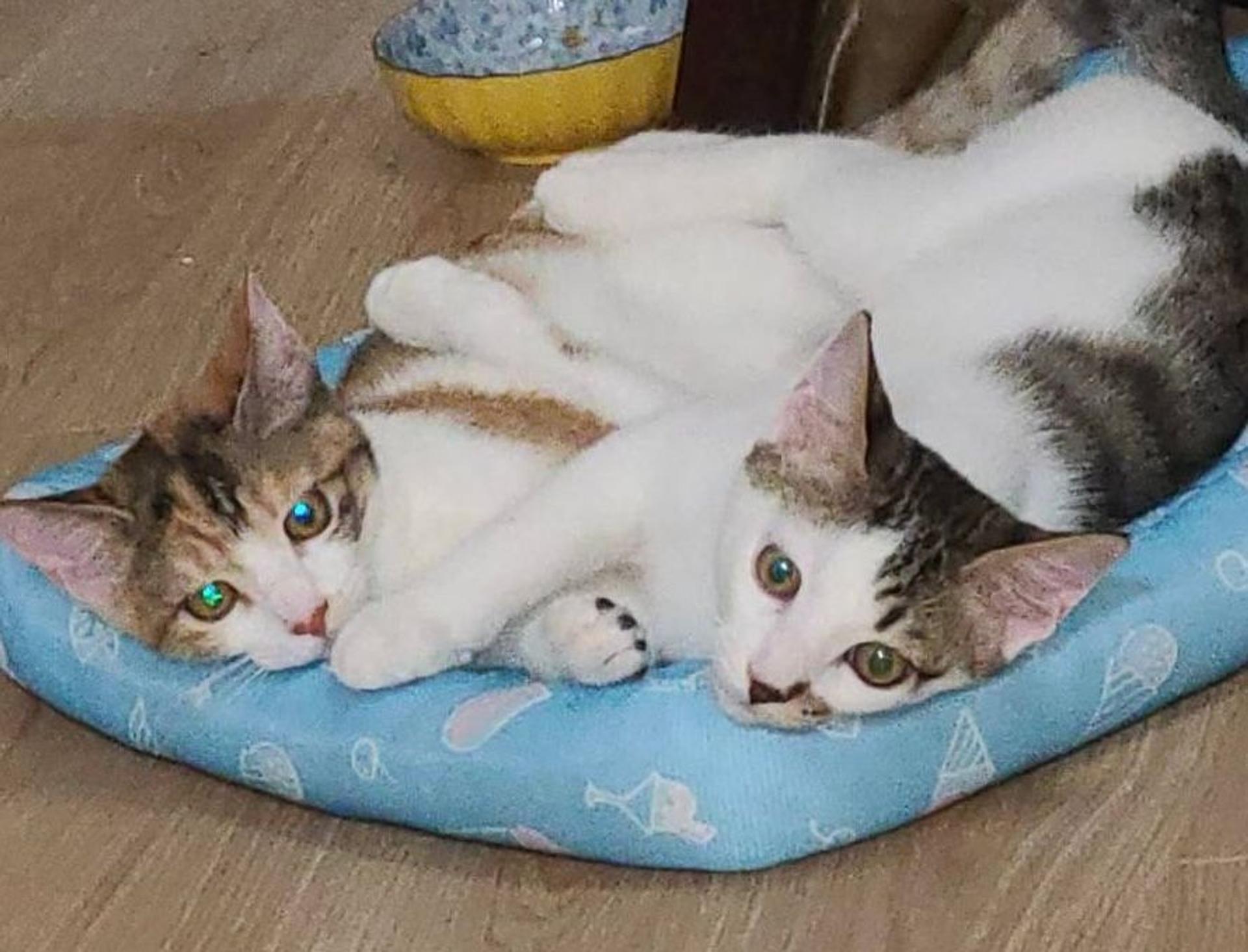 pet-image-2