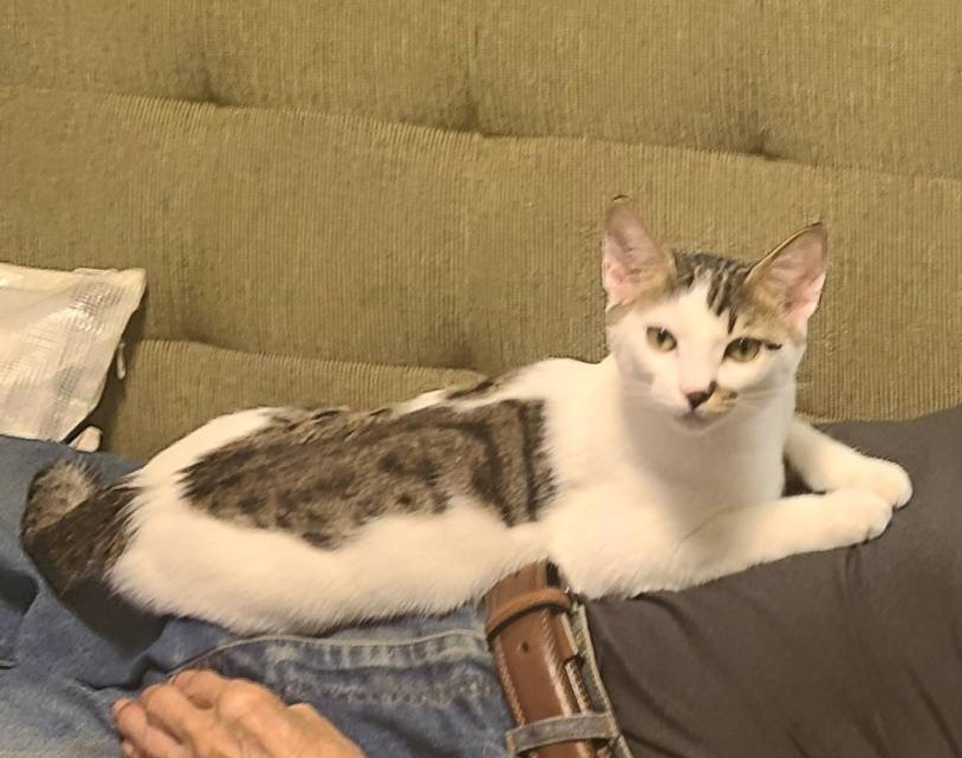 pet-image-3