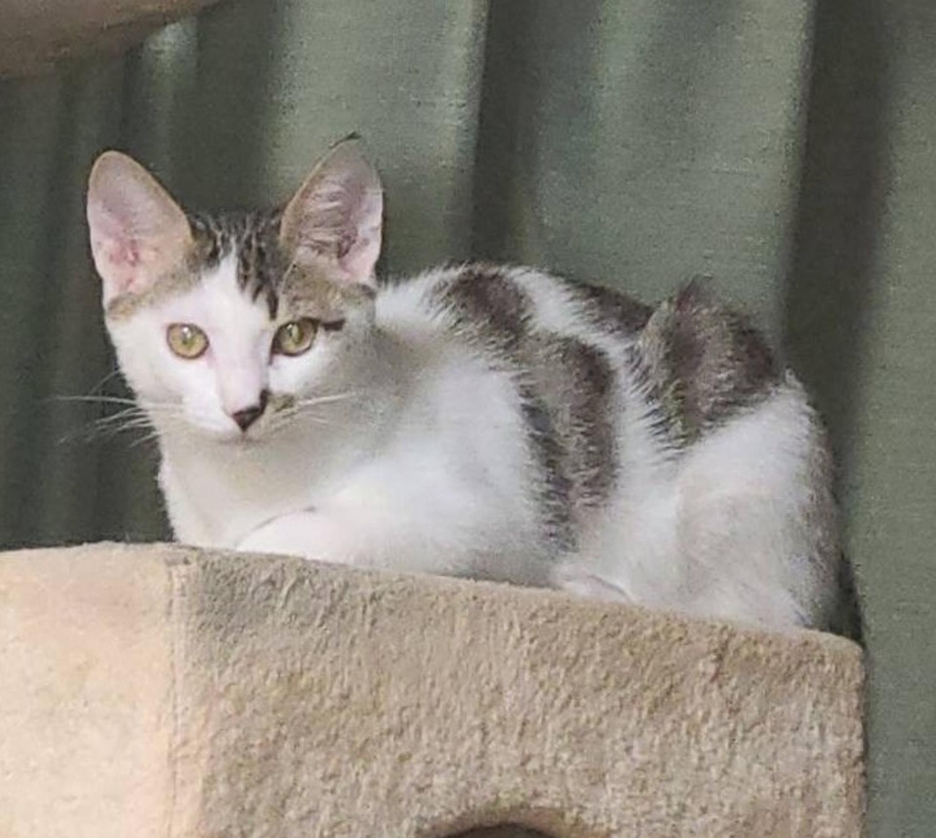 pet-image-4