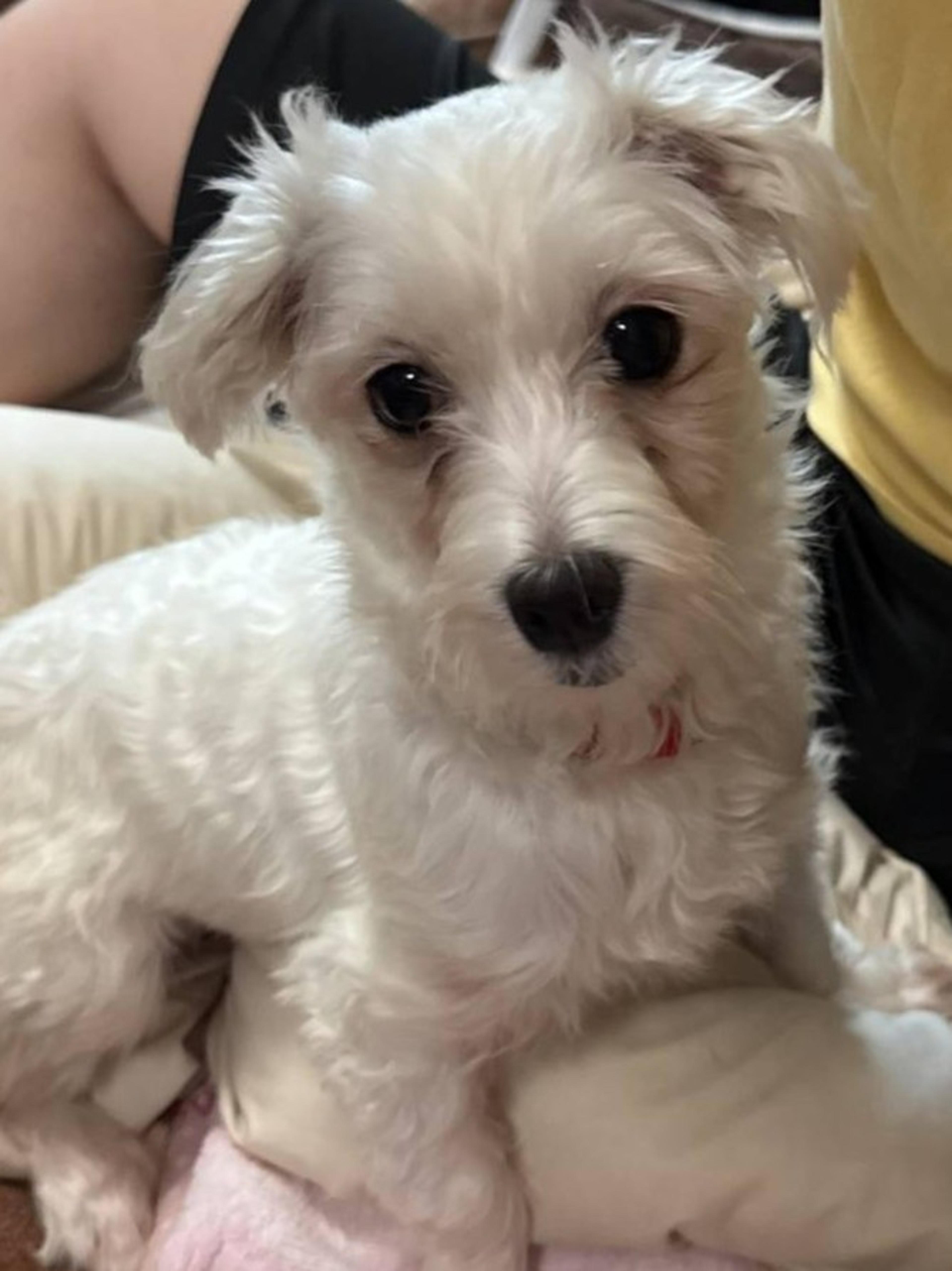 pet-image-2