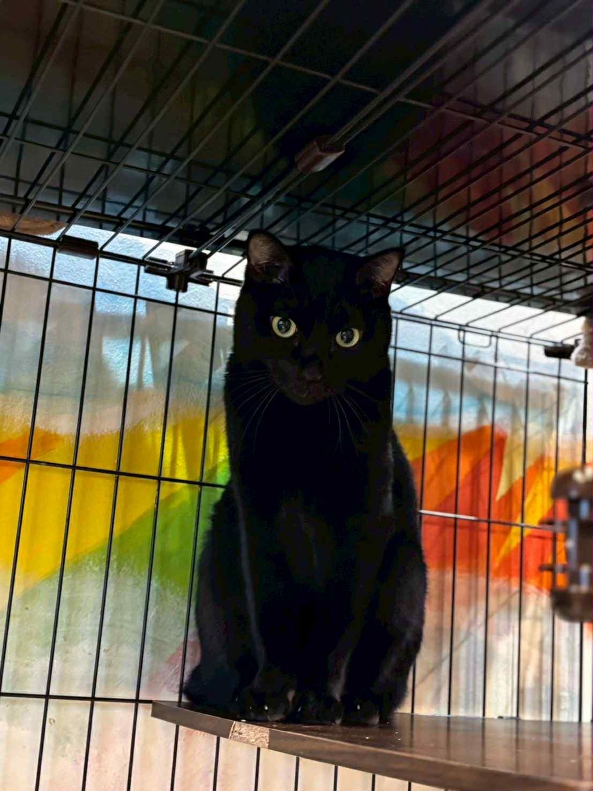 雑種（ミックス猫）・オスの里親募集の写真