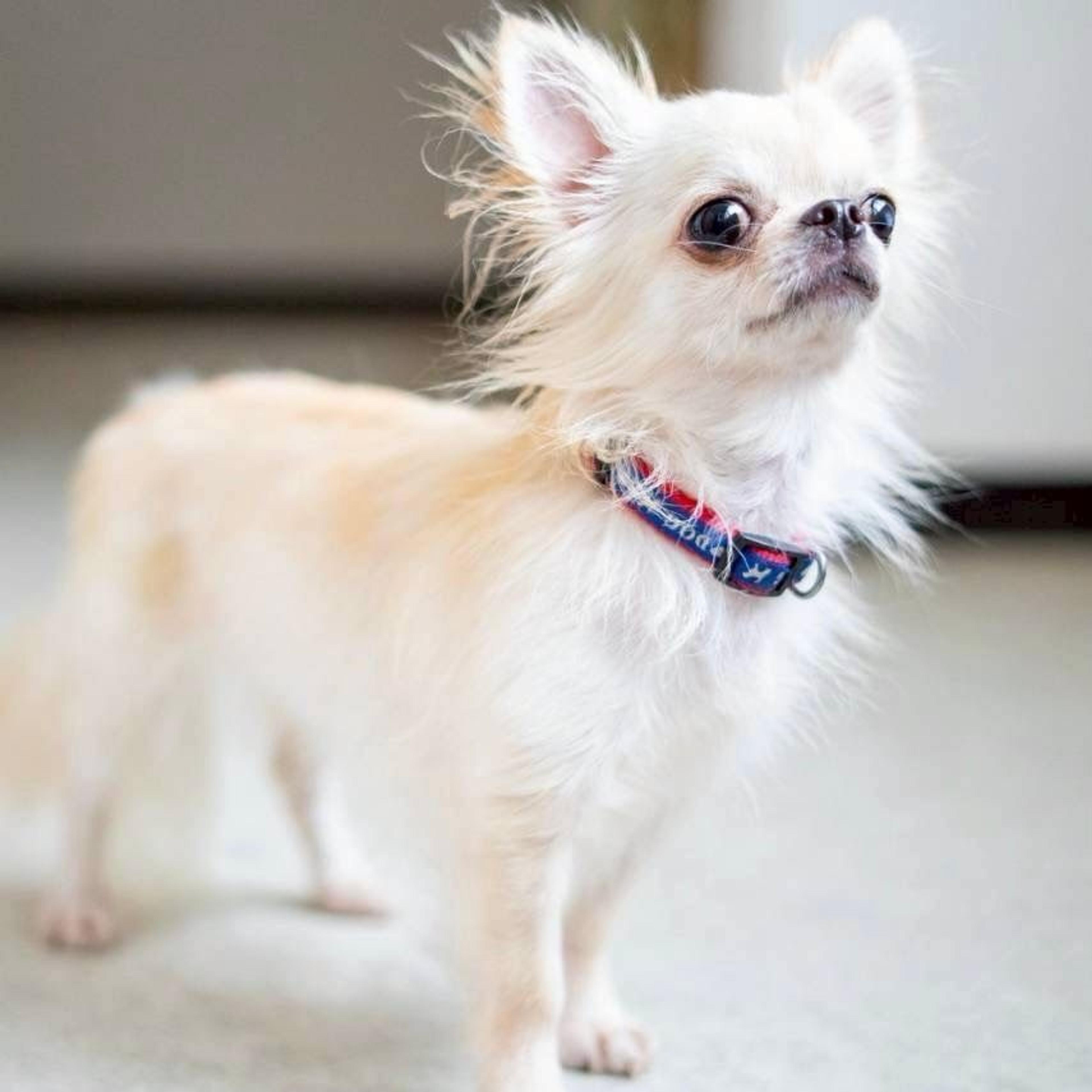 pet-image-3