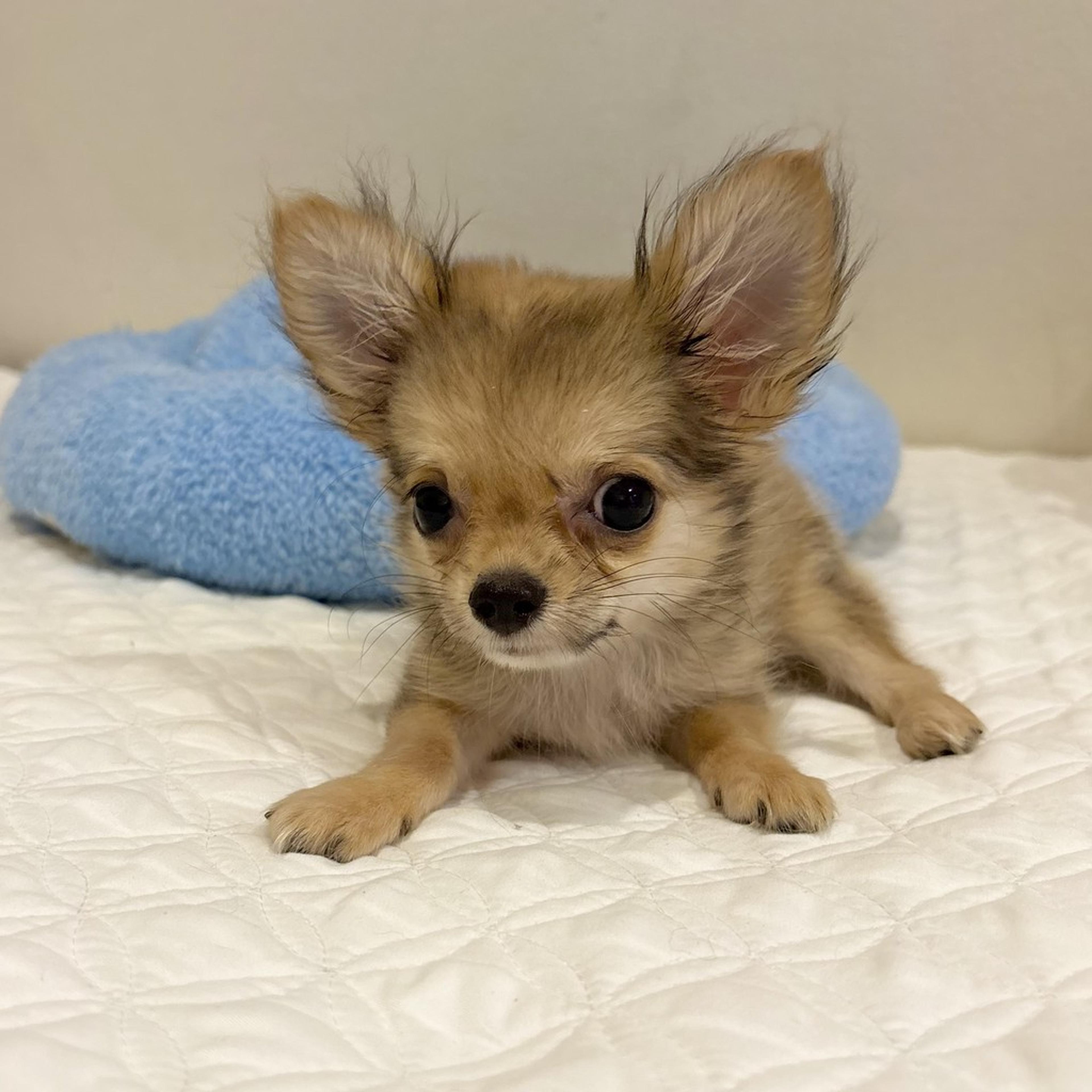 pet-image-2