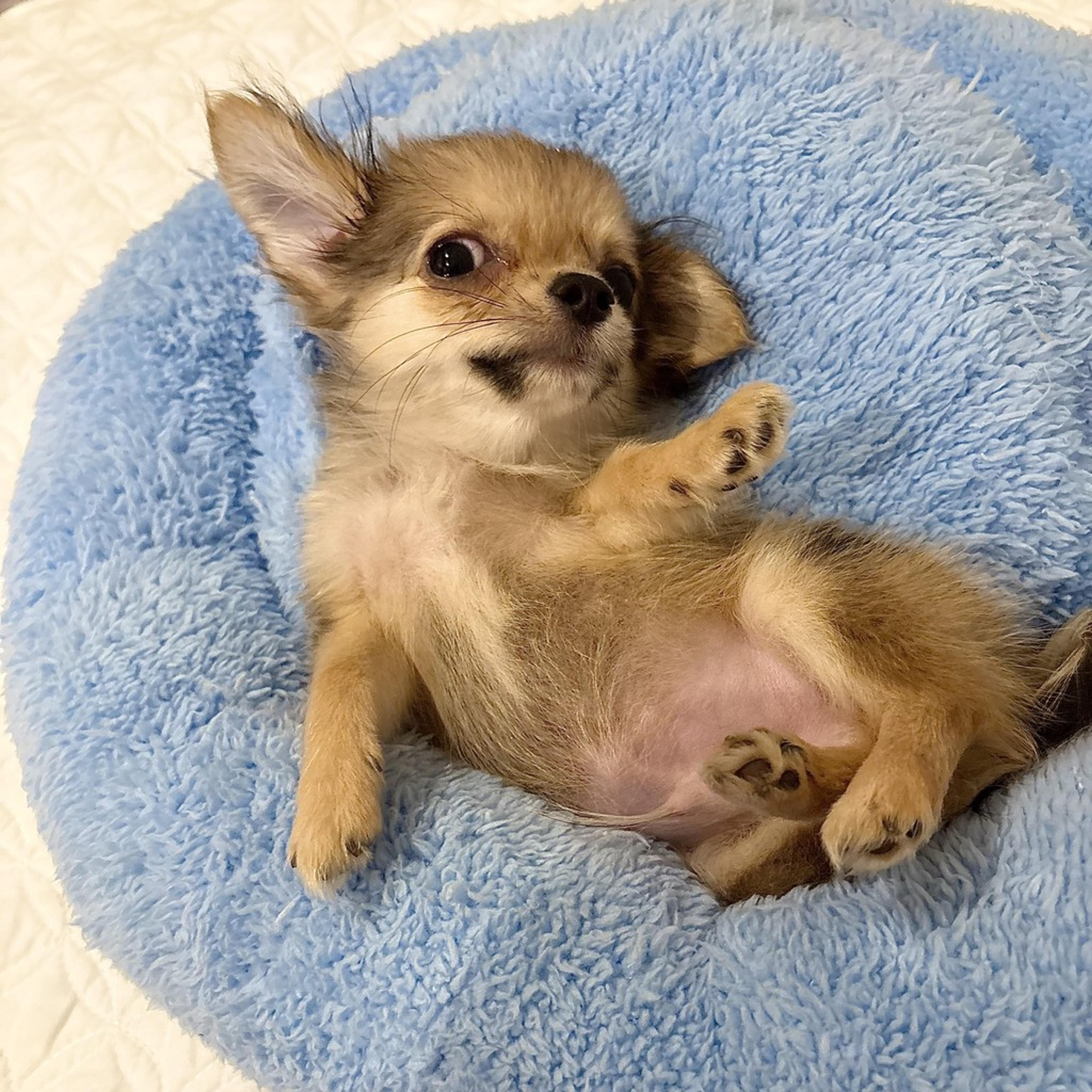 pet-image-3