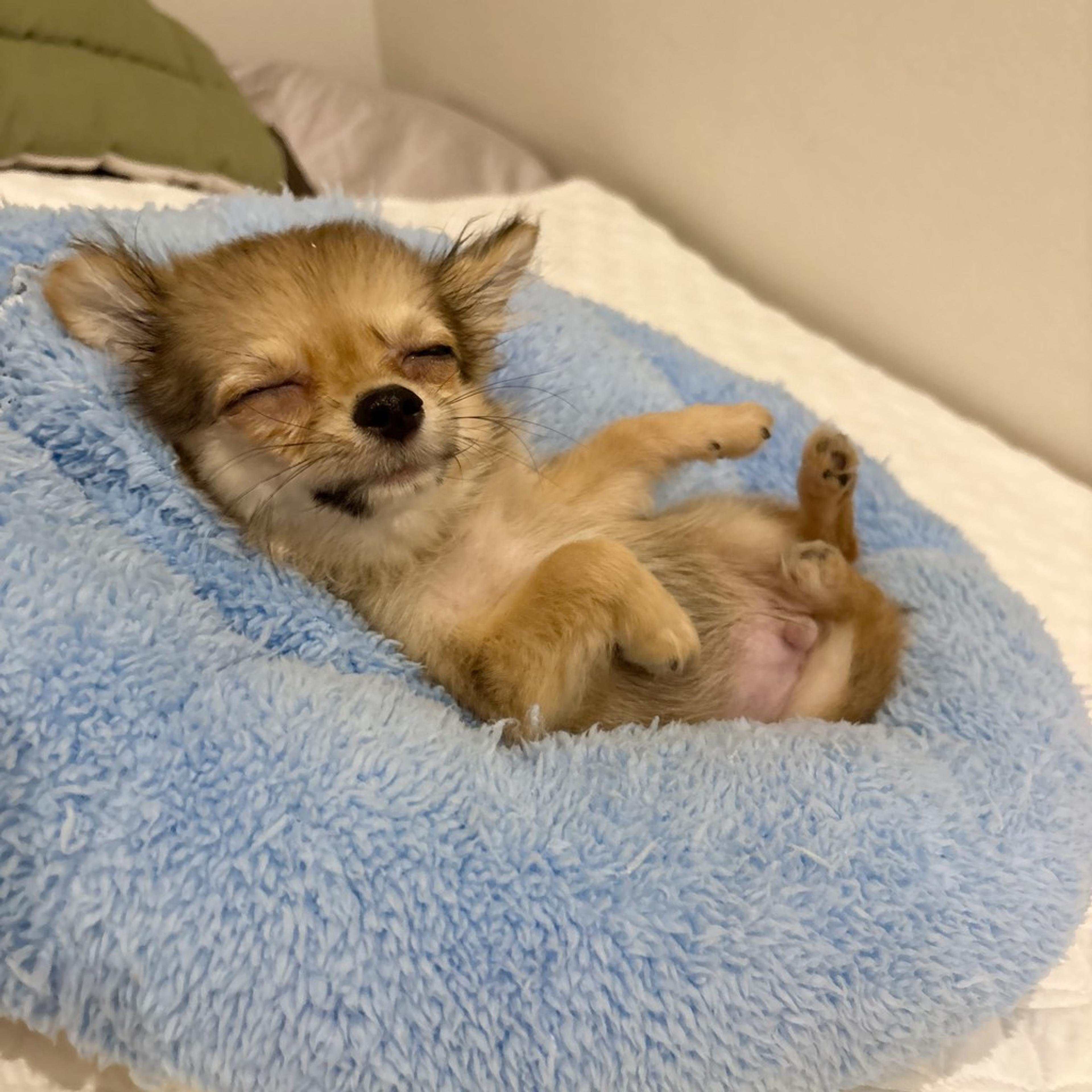pet-image-4