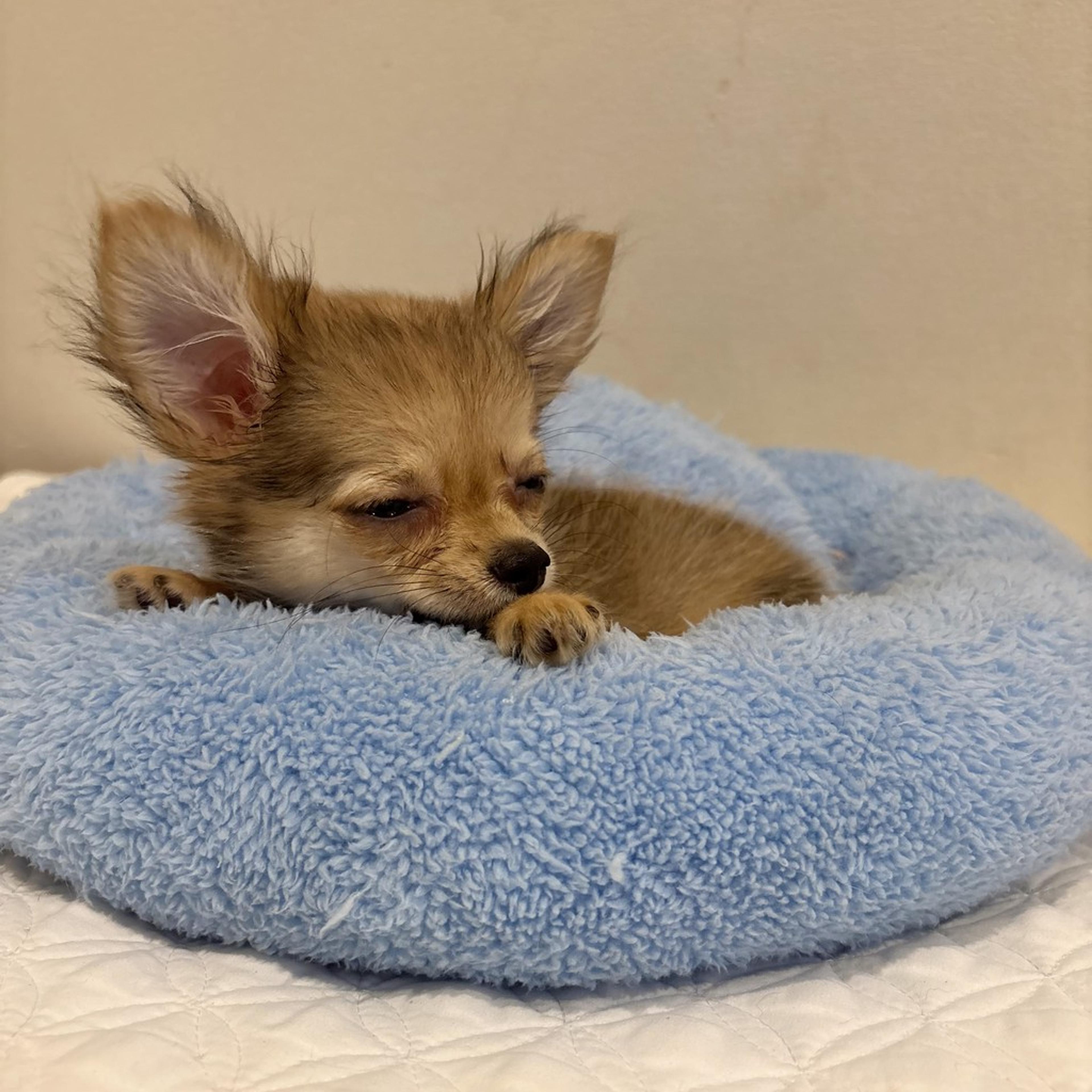 pet-image-5