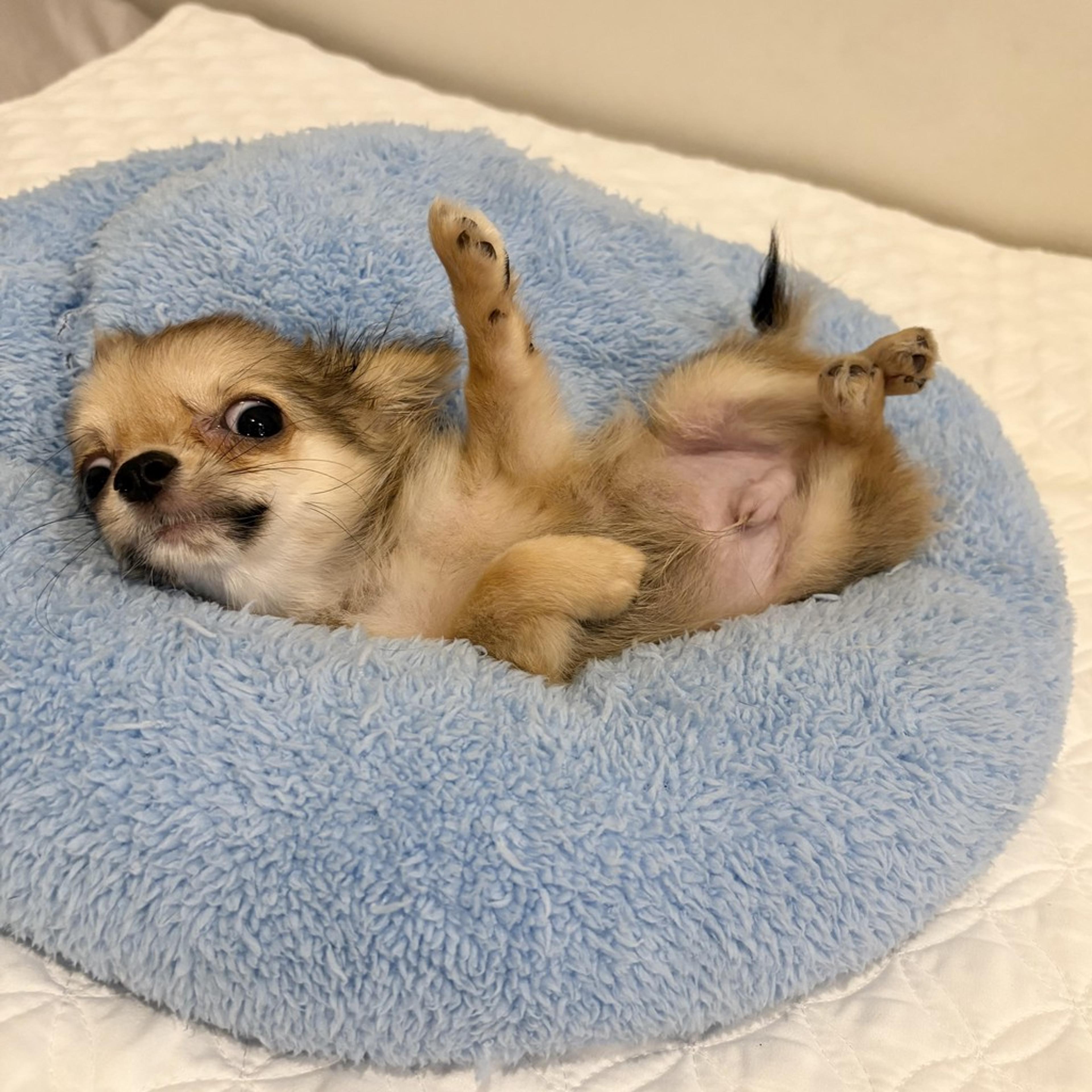pet-image-6