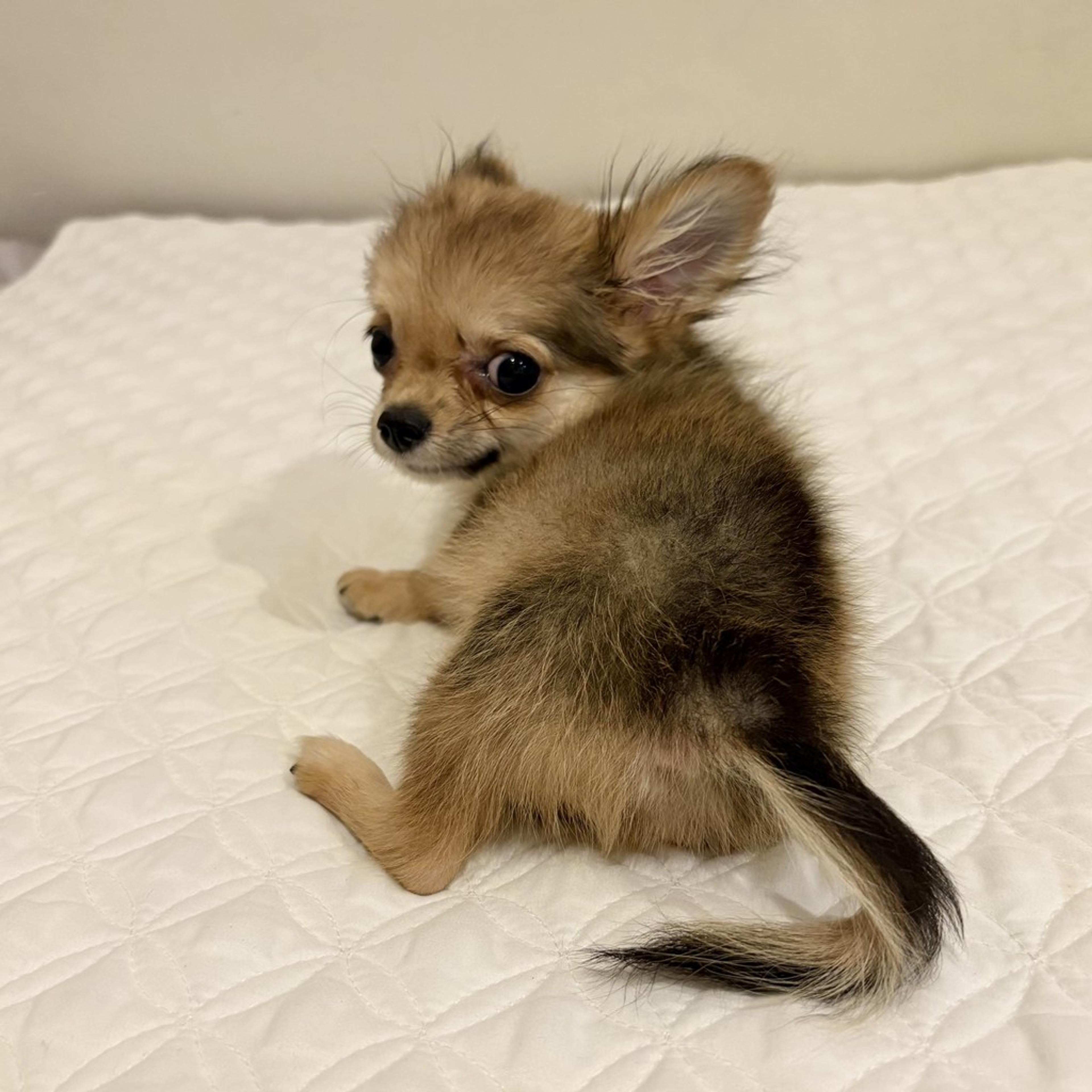 pet-image-8
