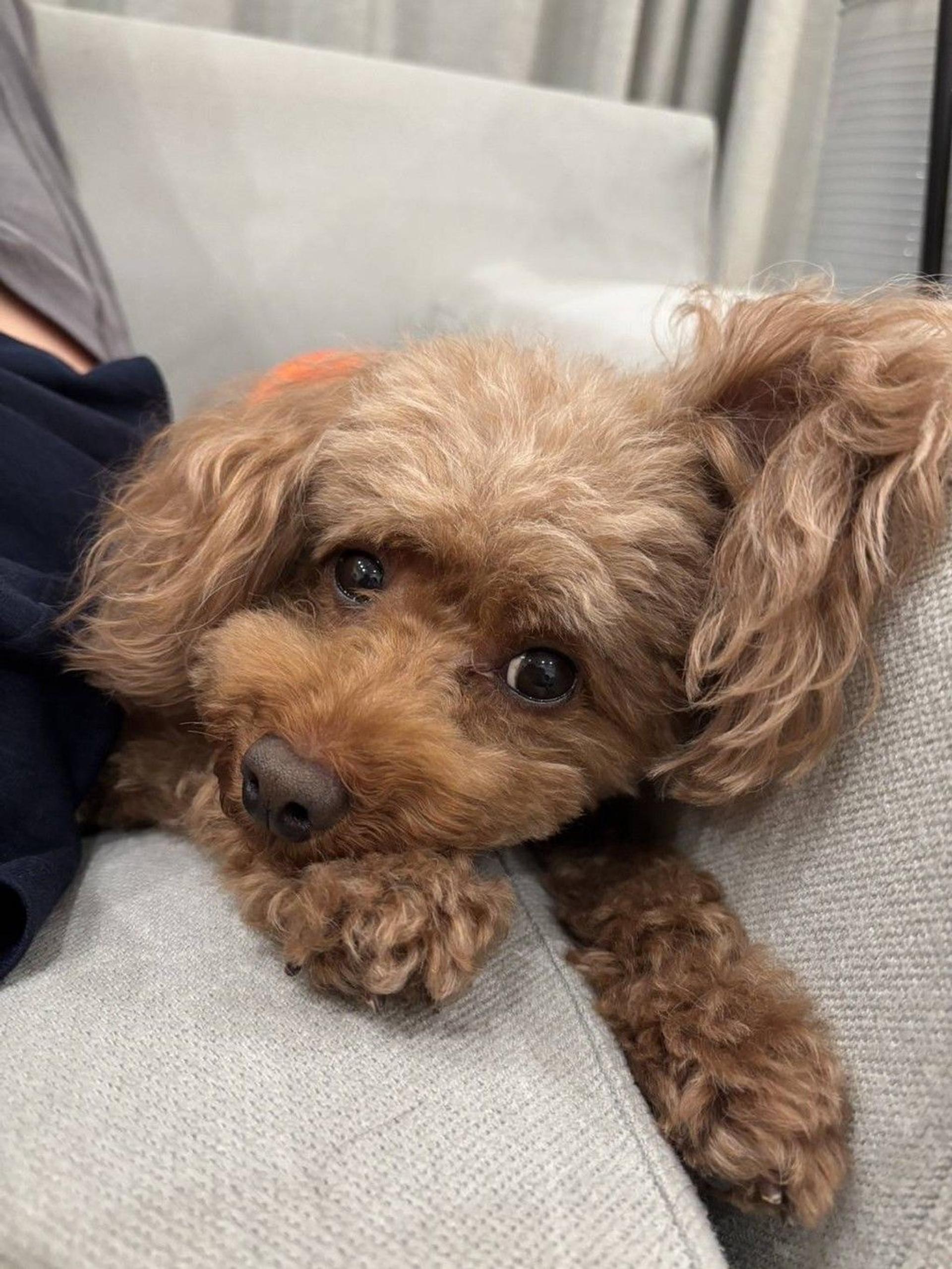 pet-image-2