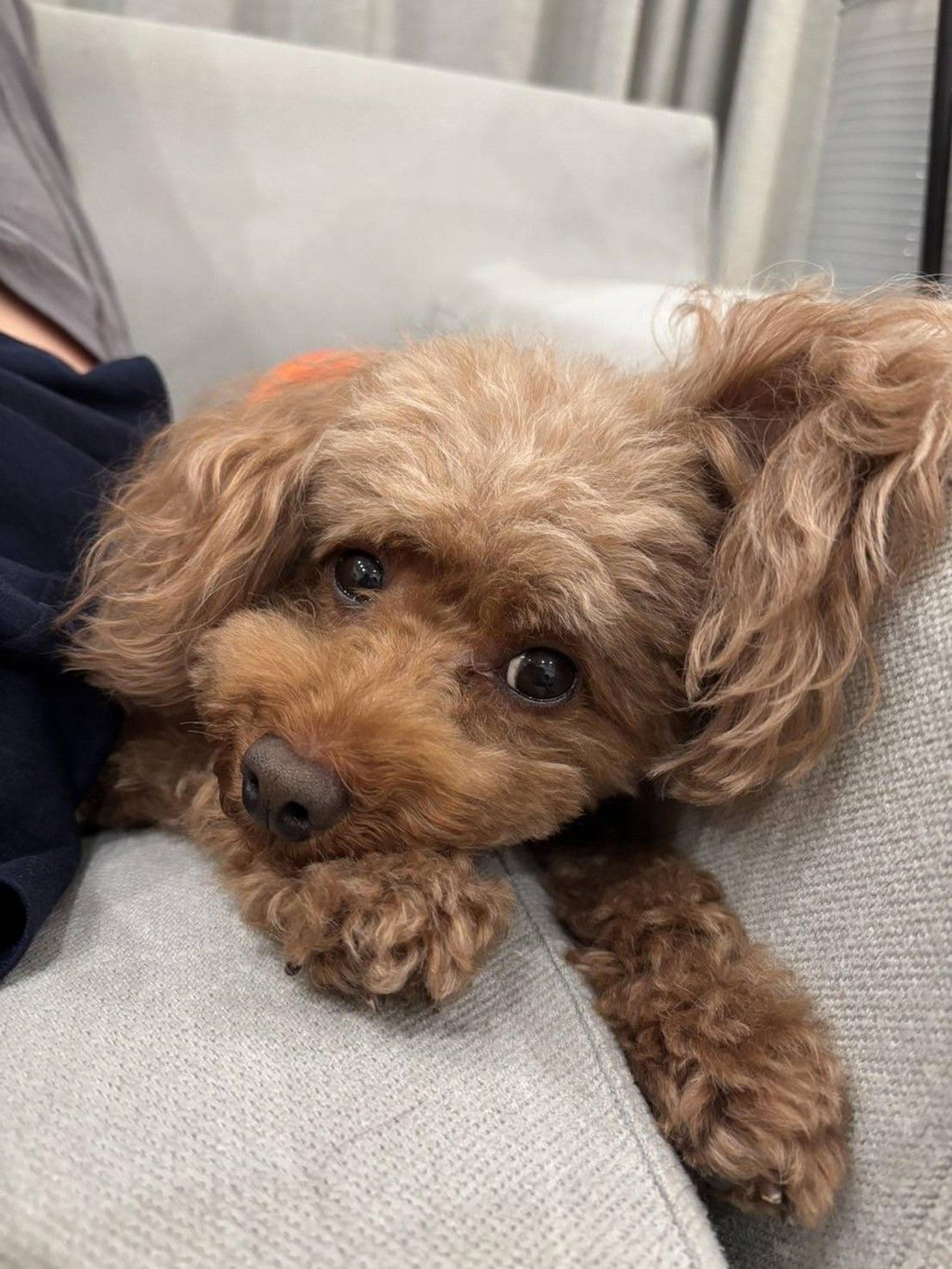 pet-image-2
