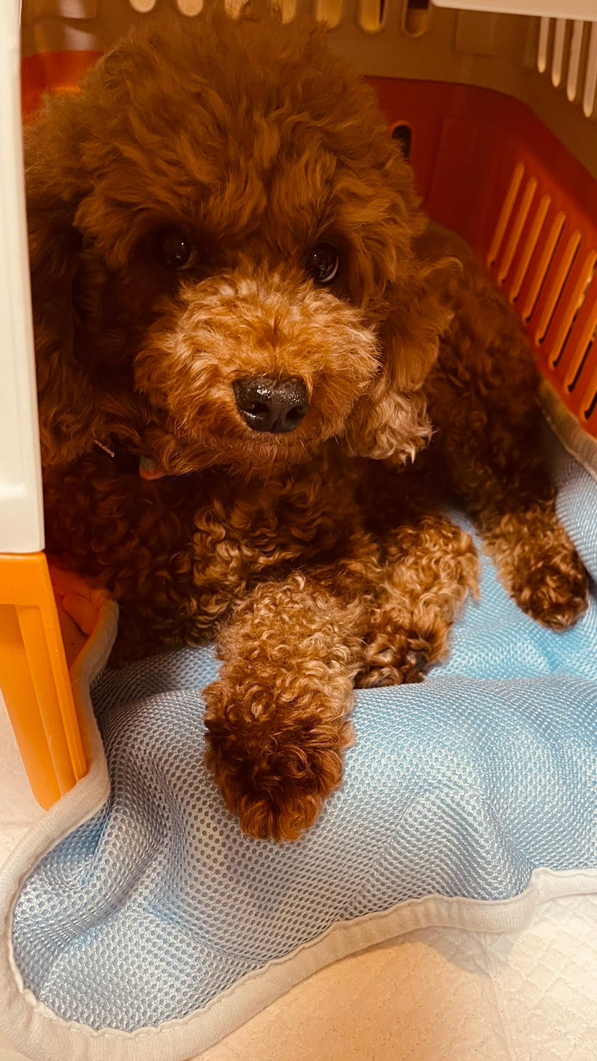 pet-image-2