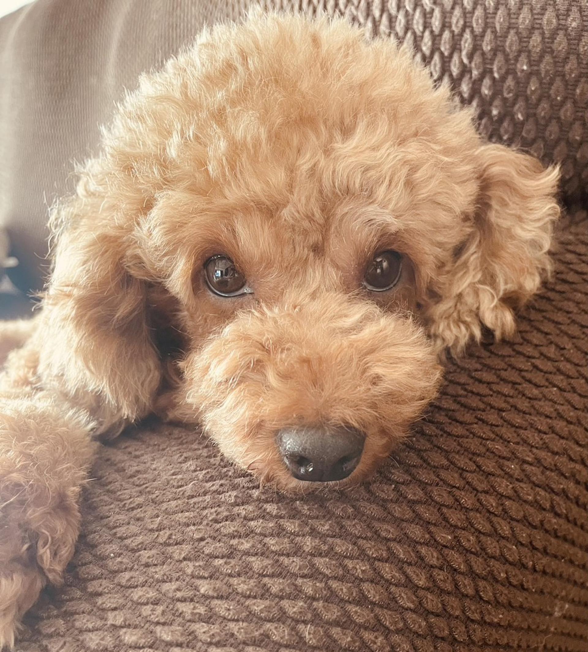 pet-image-3