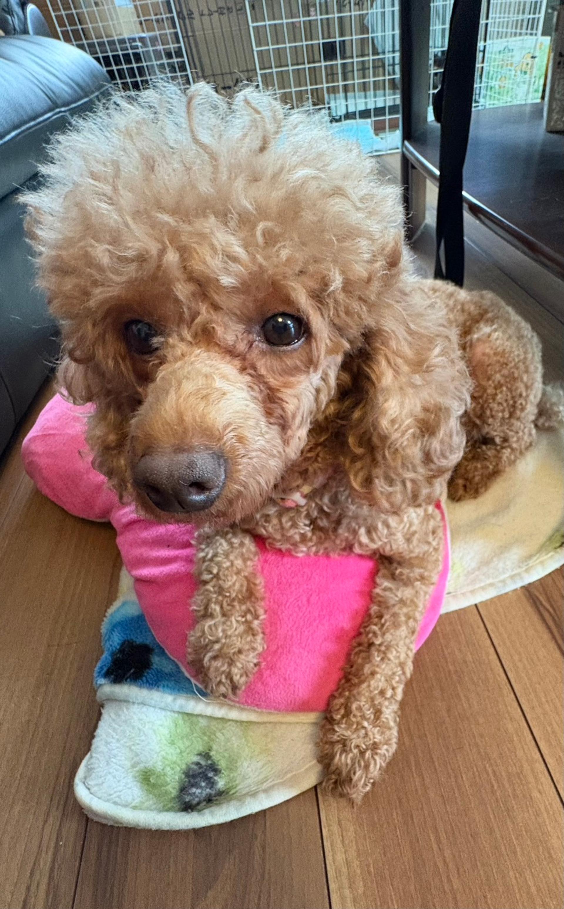 pet-image-2