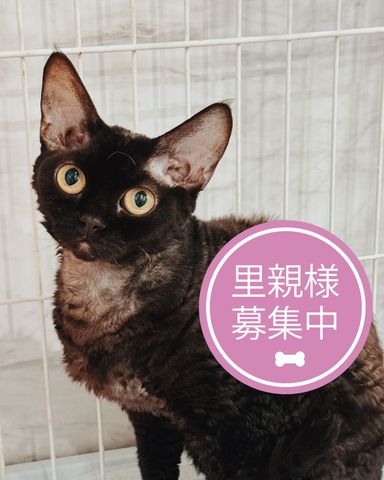 ゴン