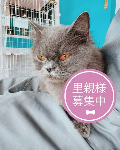 オーヴァ