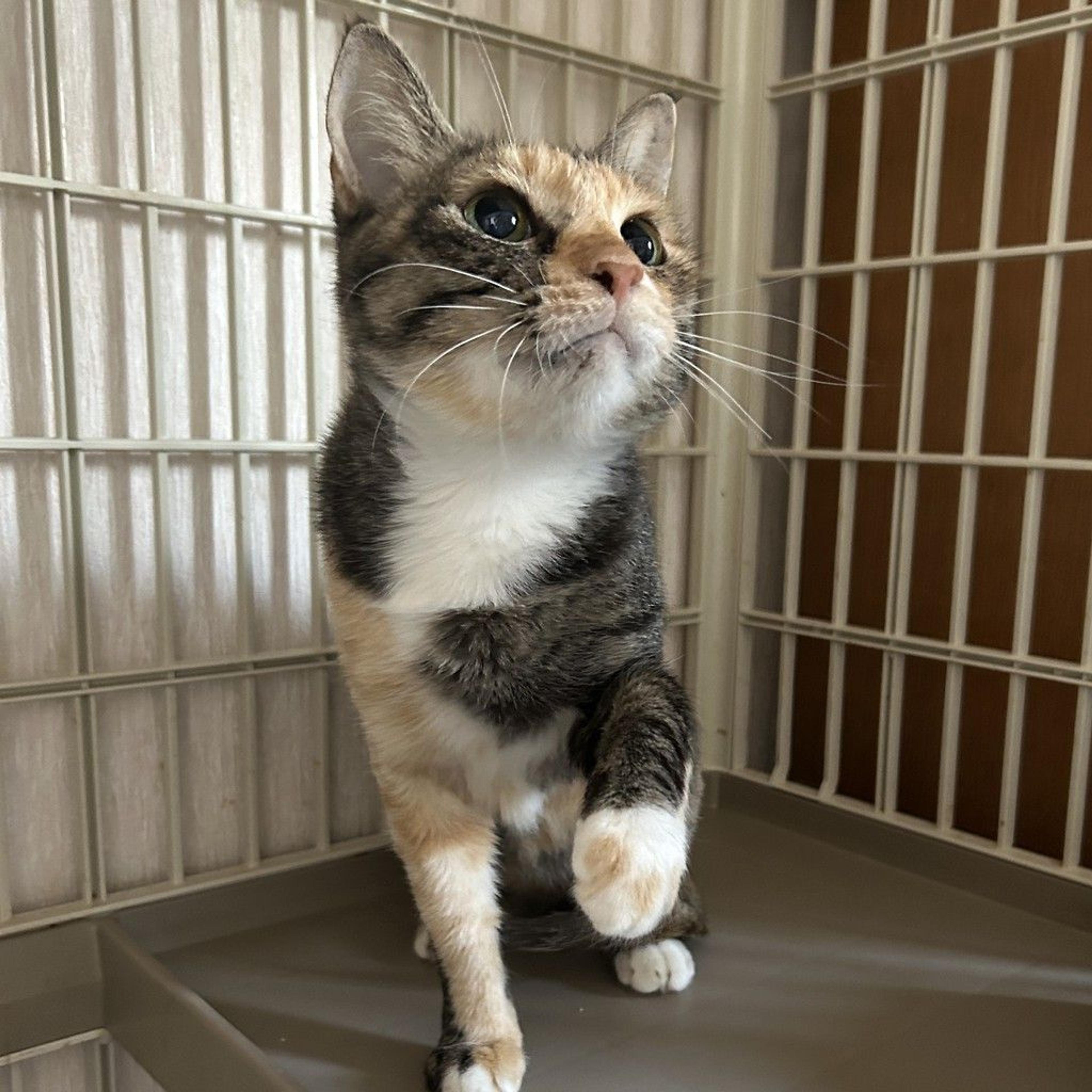 pet-image-2