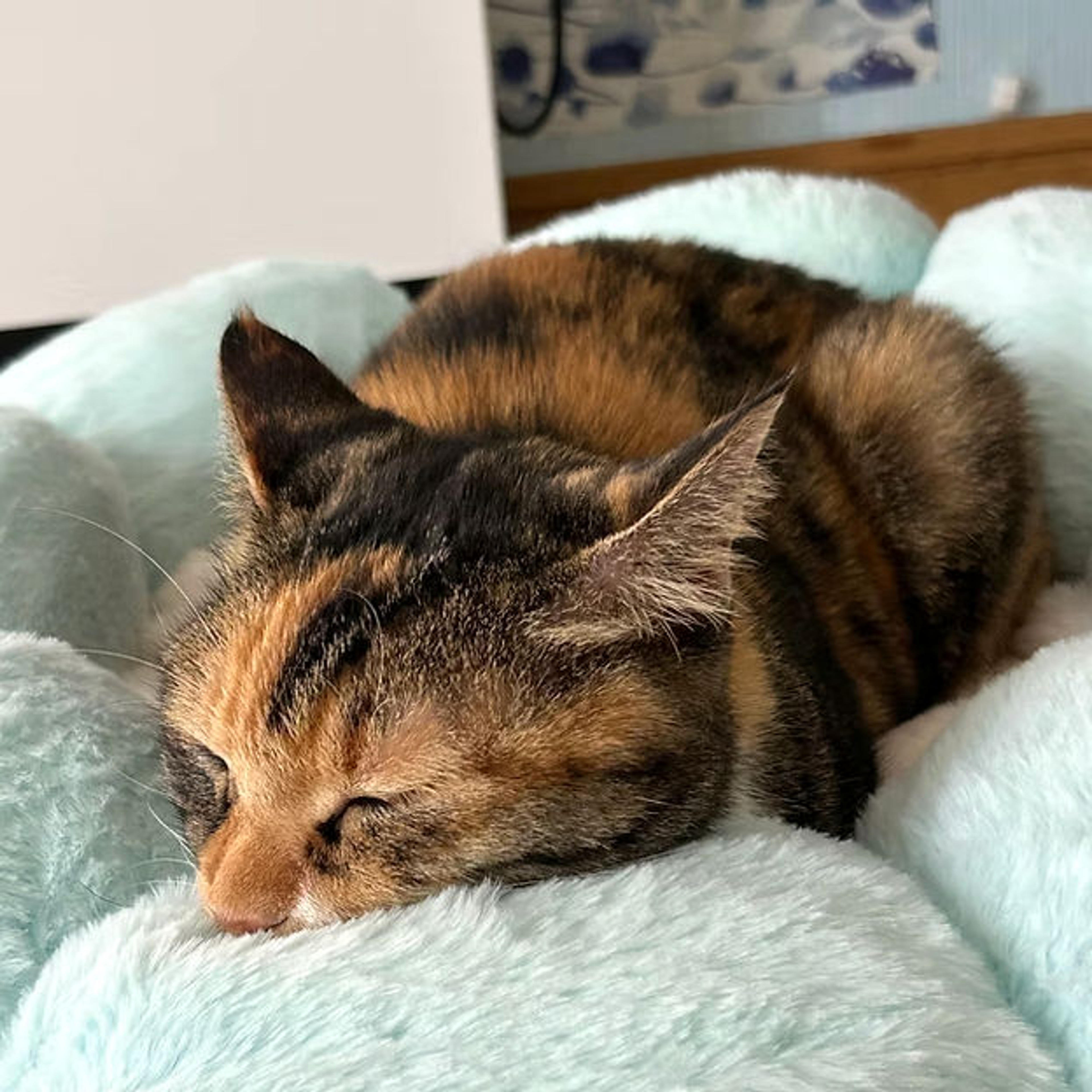 pet-image-3