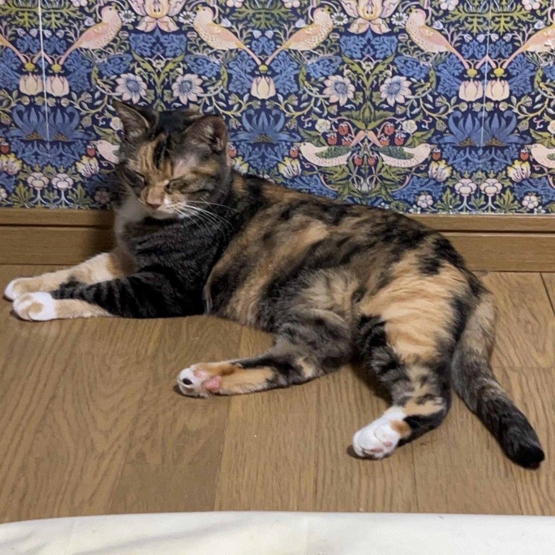 pet-image-4