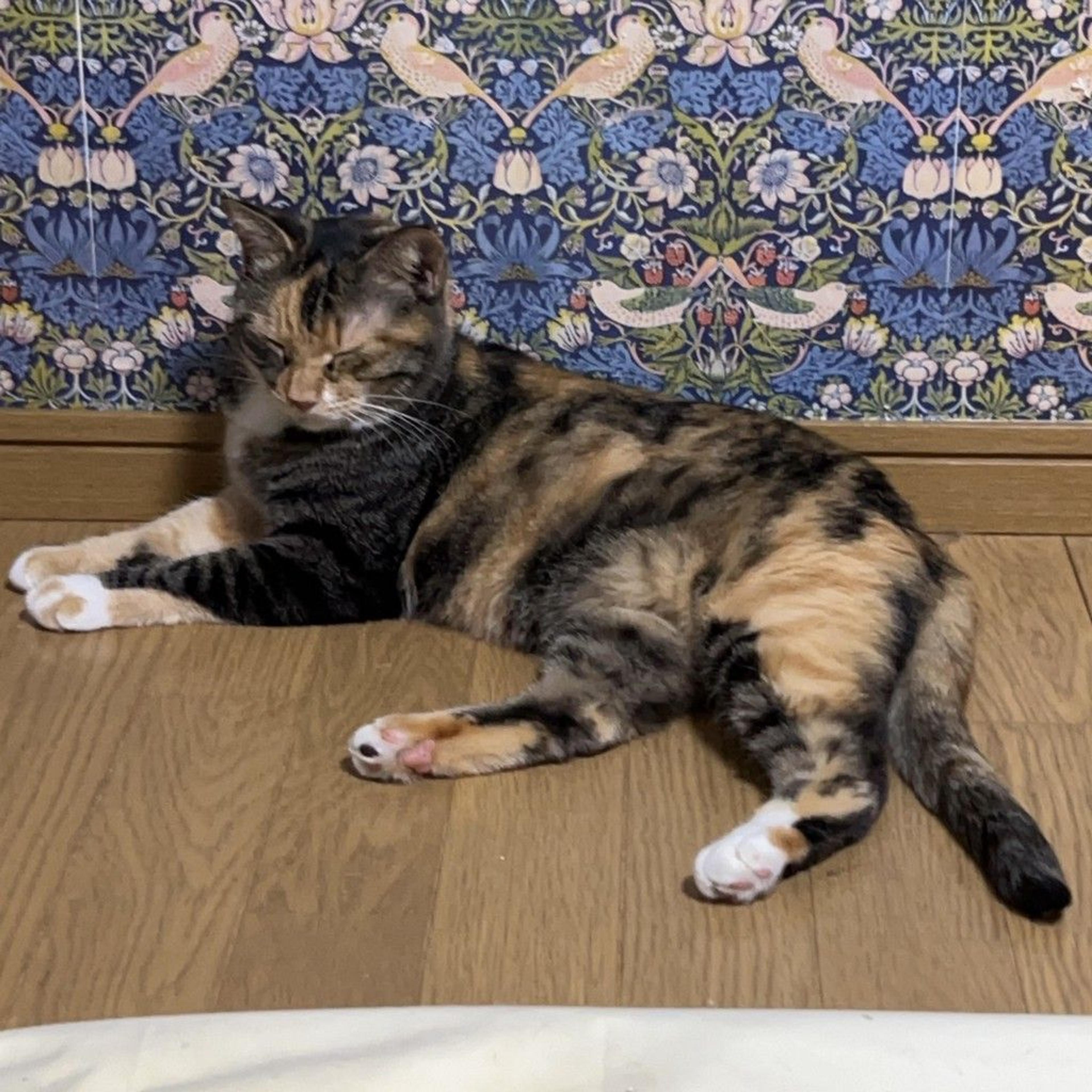 pet-image-4