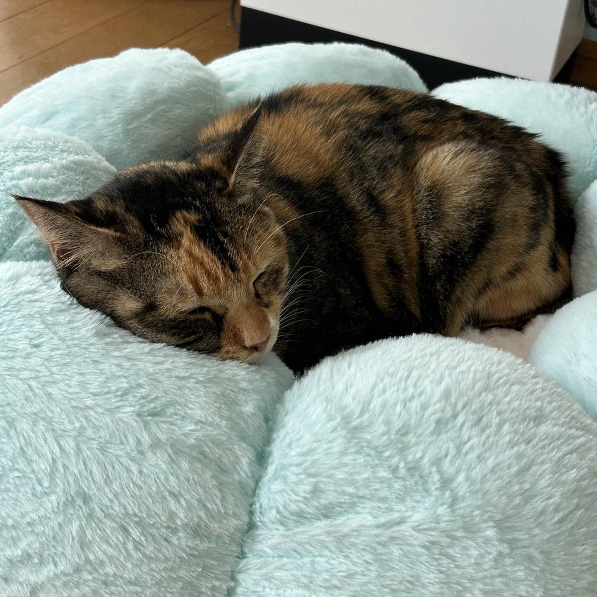 pet-image-6