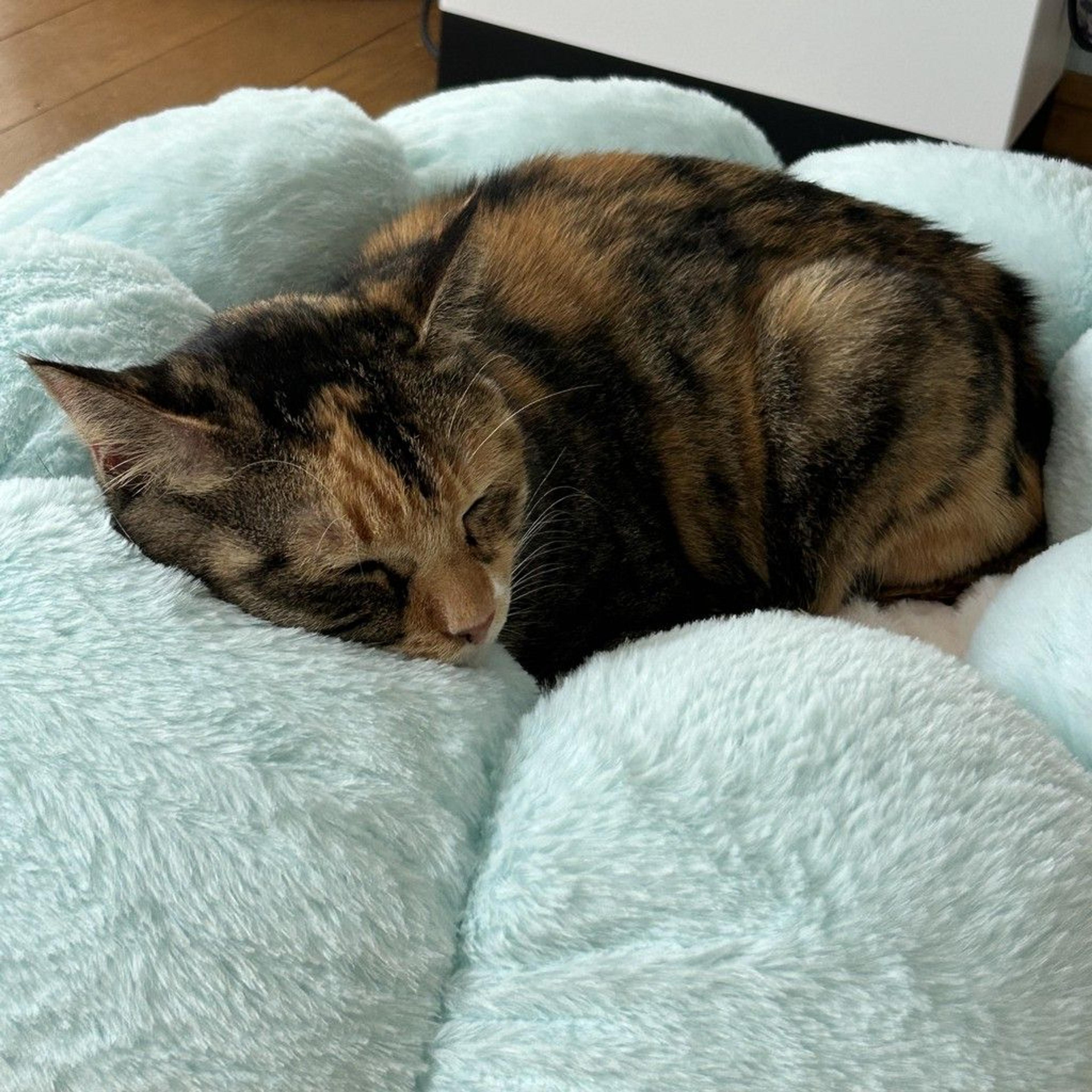 pet-image-6