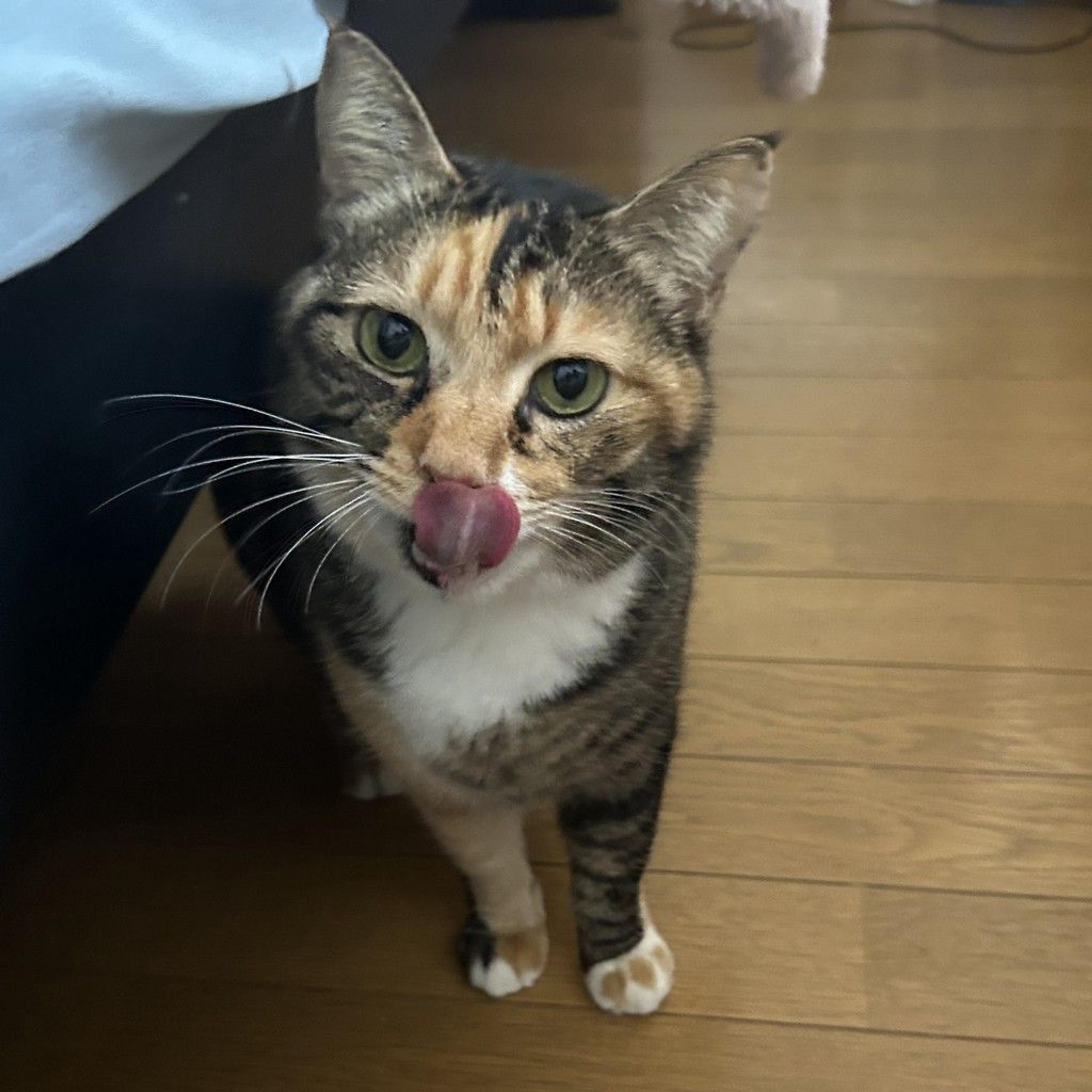 pet-image-7