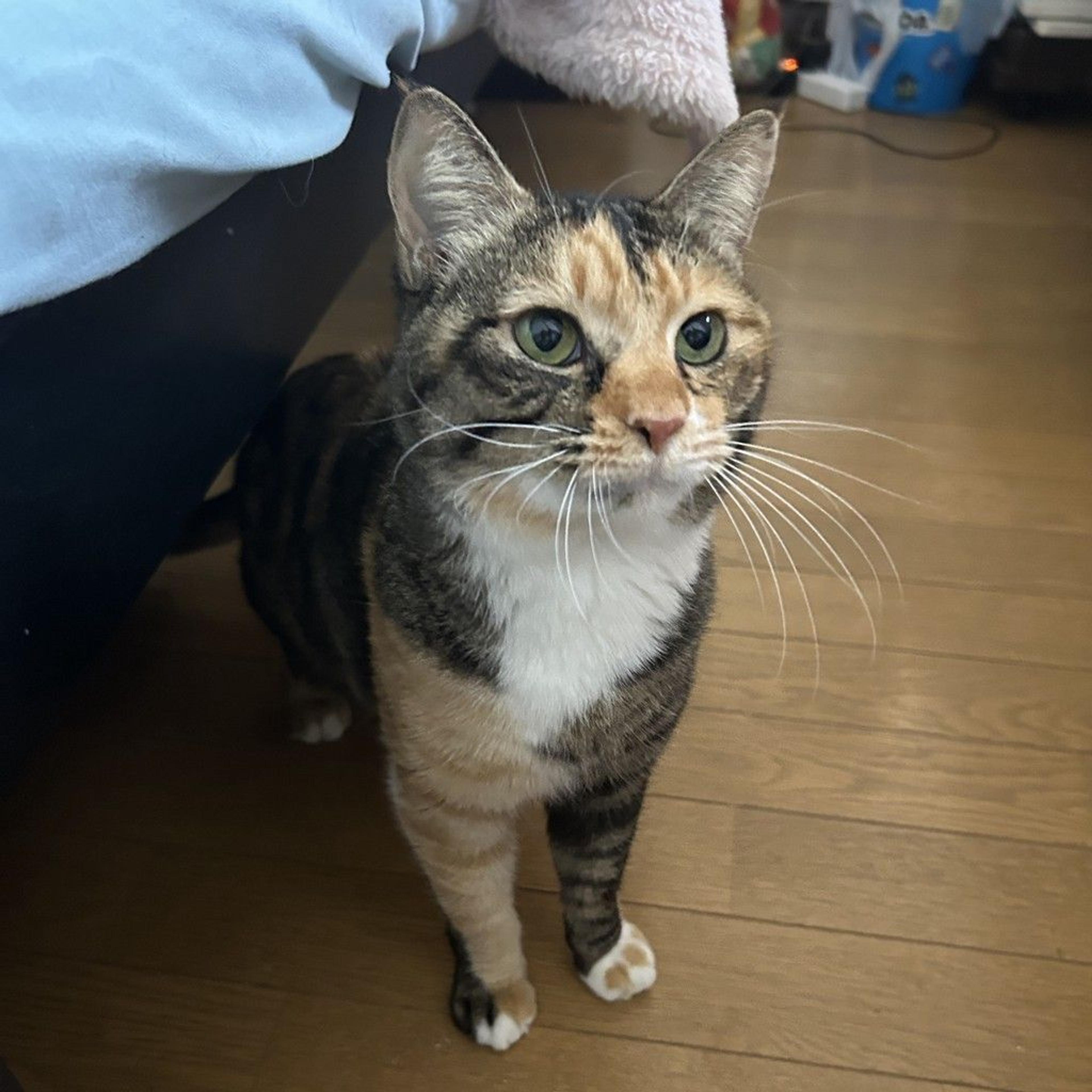 pet-image-8