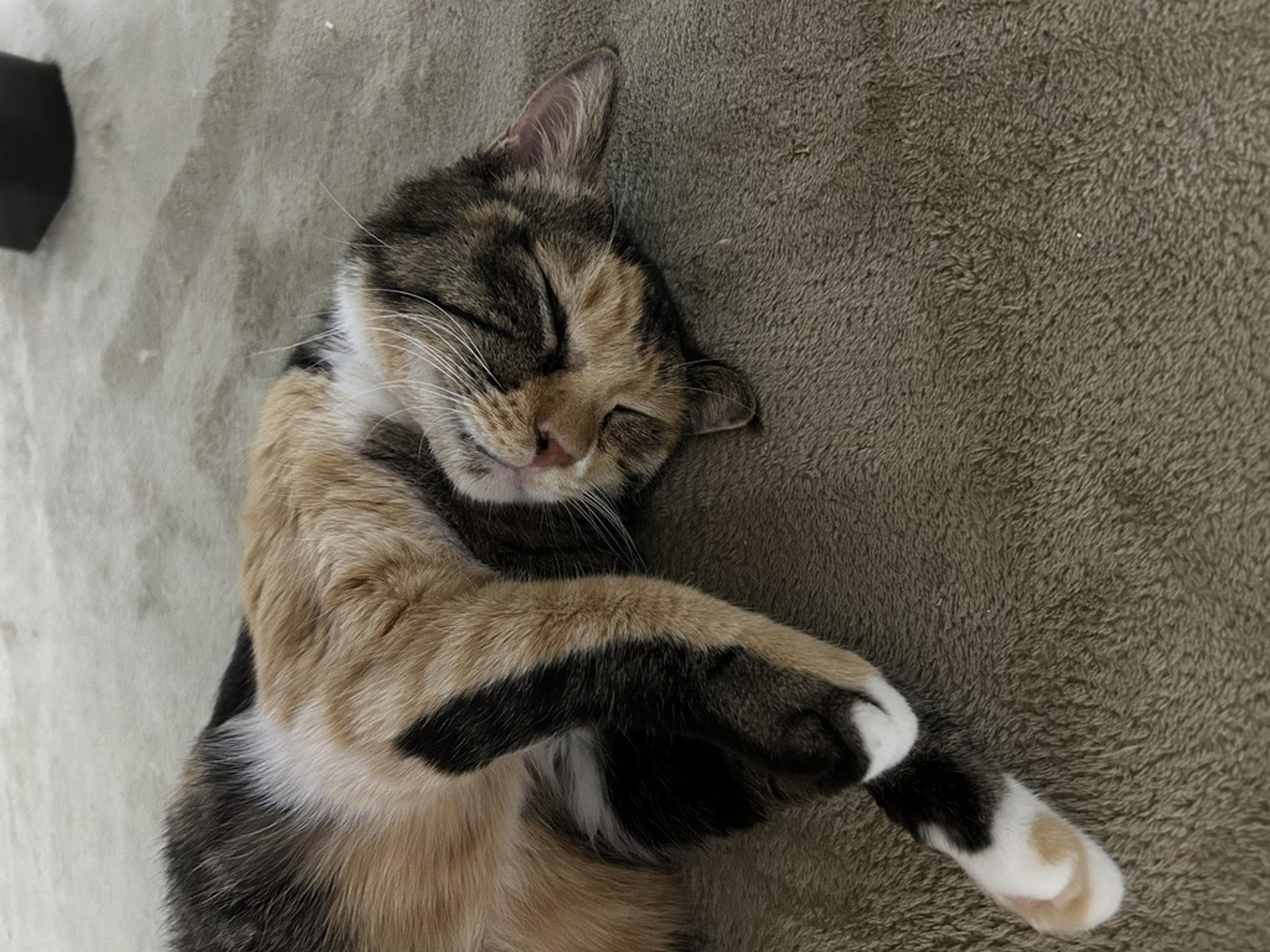 pet-image-9