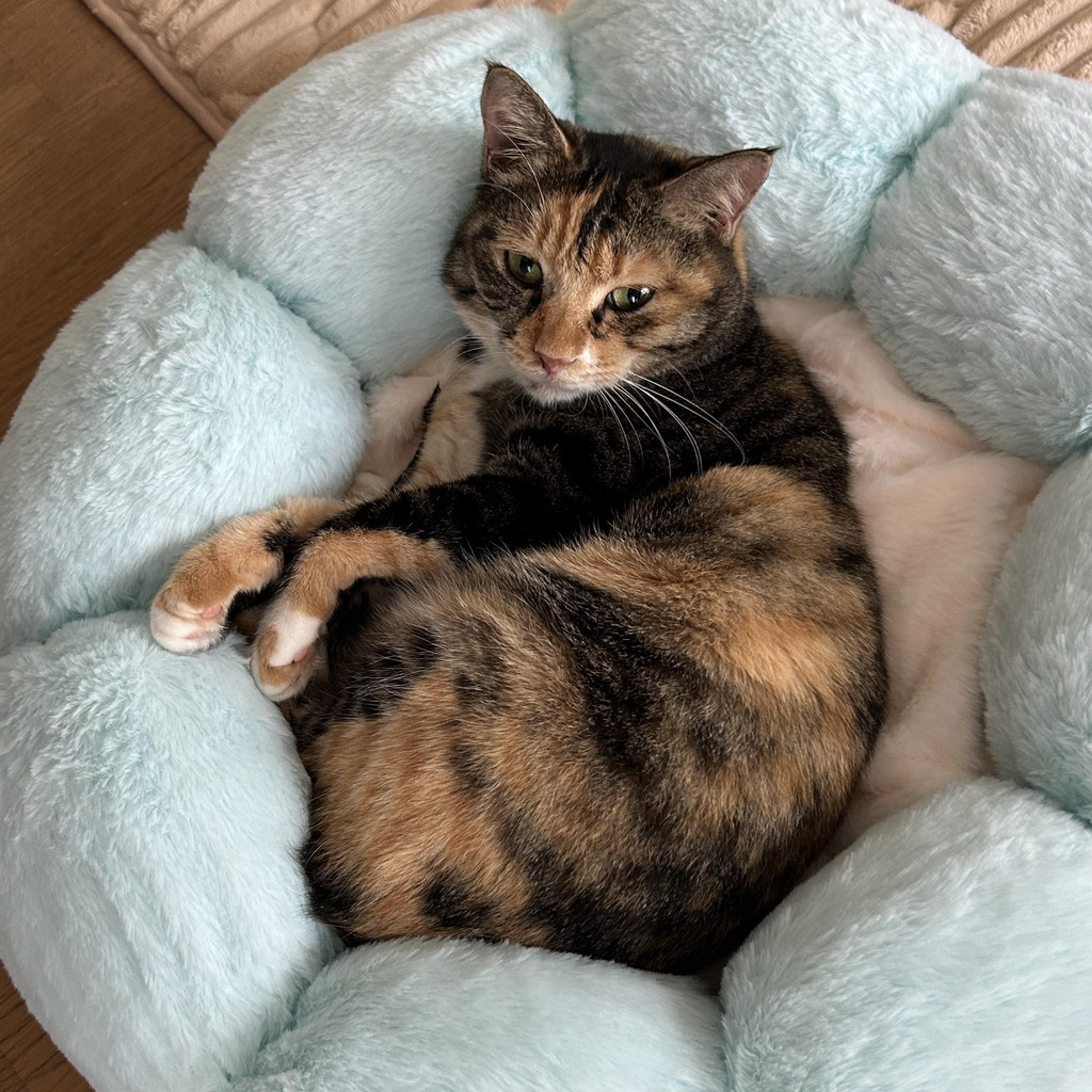 pet-image-10