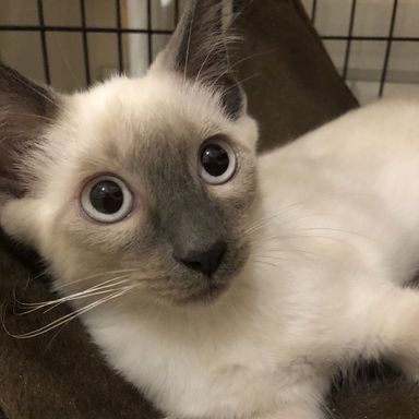 雑種（ミックス猫）・オスの里親募集の写真