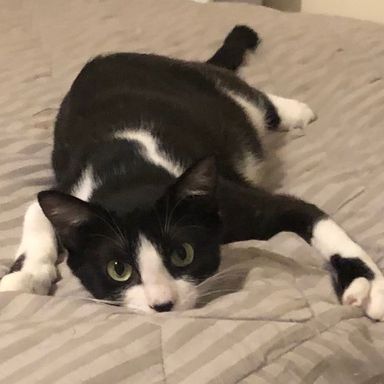 雑種（ミックス猫）・メスの里親募集の写真